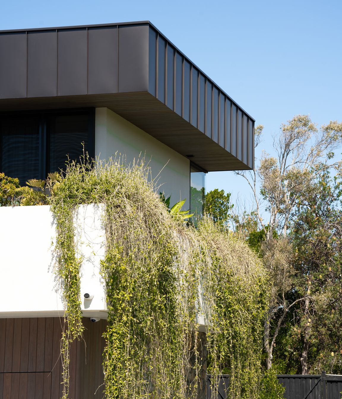 casuarina-12.jpg