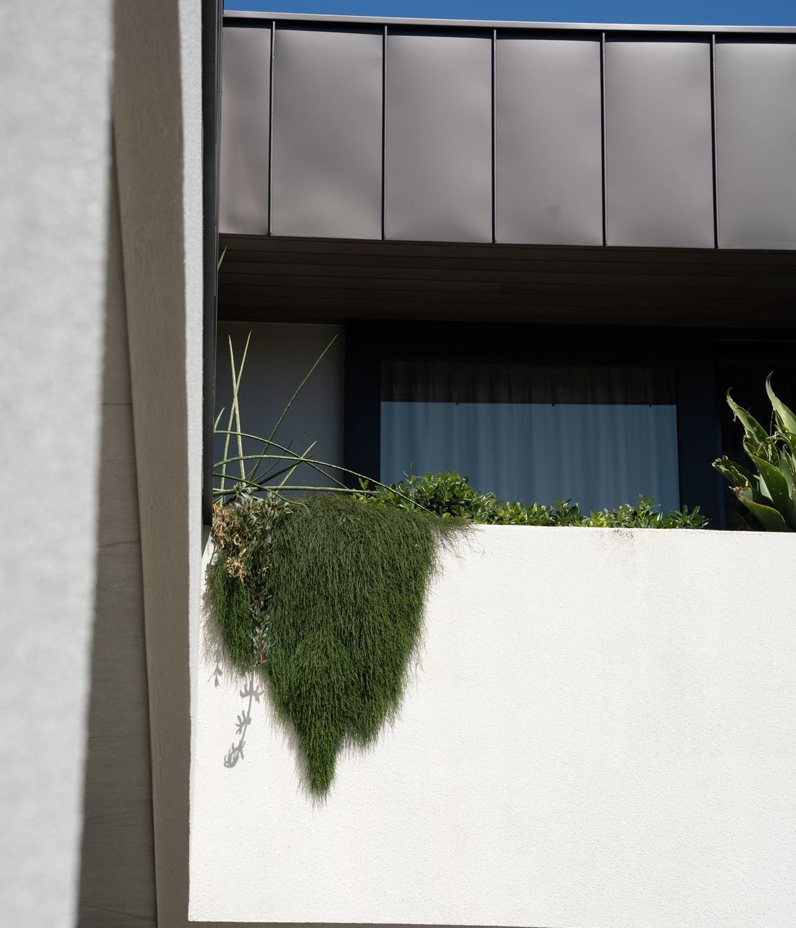 casuarina-14.jpg