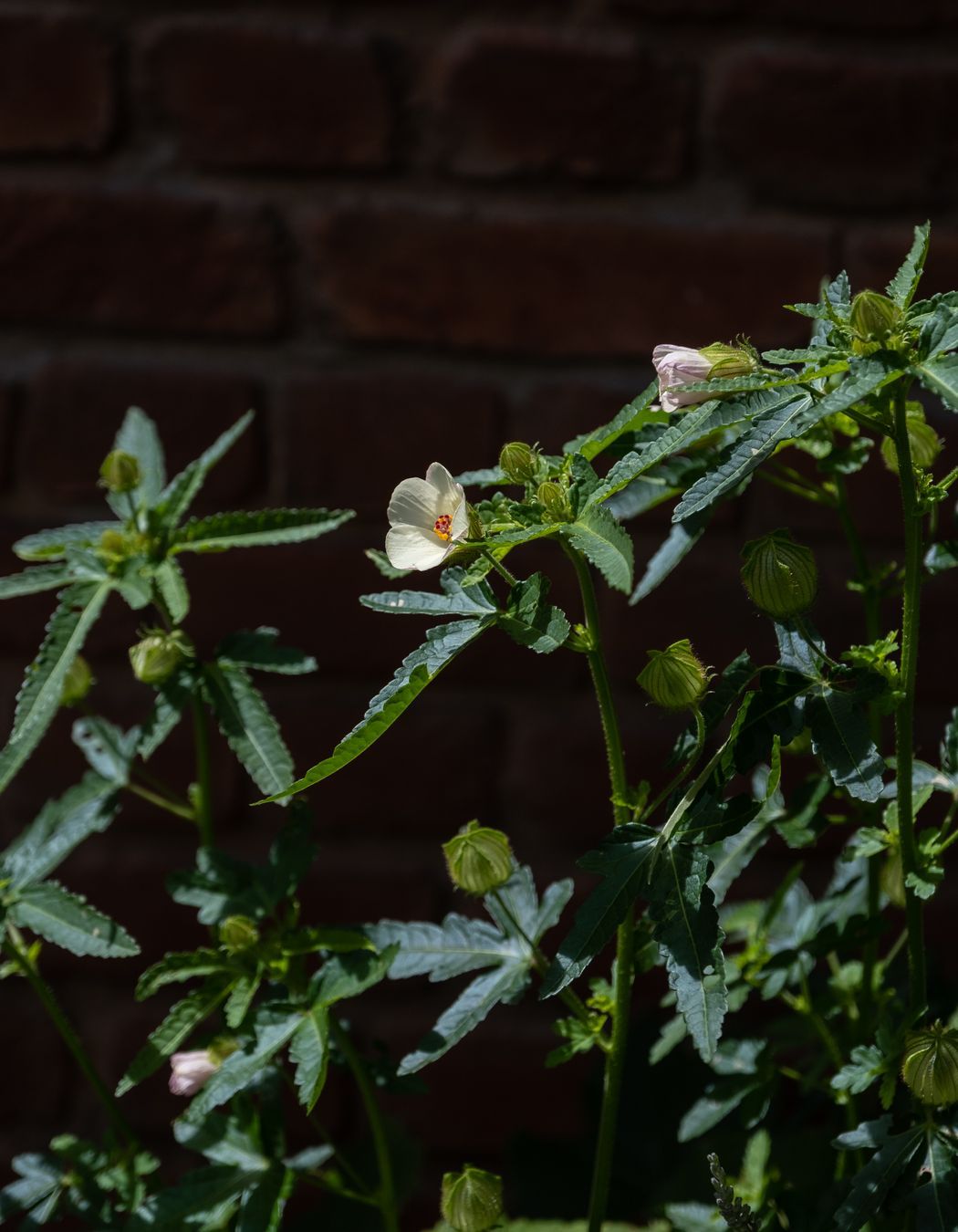 Galbraith's Alehouse - Eden Terrace