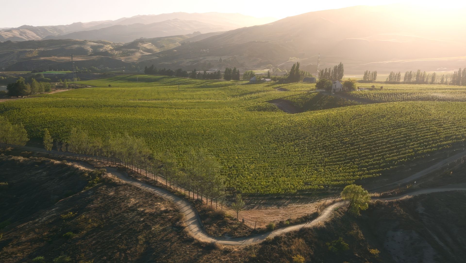 Carrick Winery banner