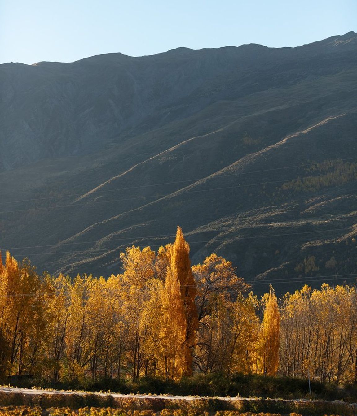Mt Rosa Wines