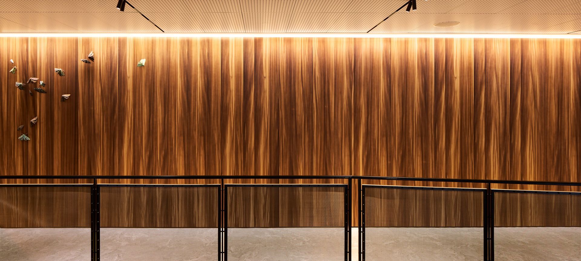 Chapman Tripp - Larch Veneer