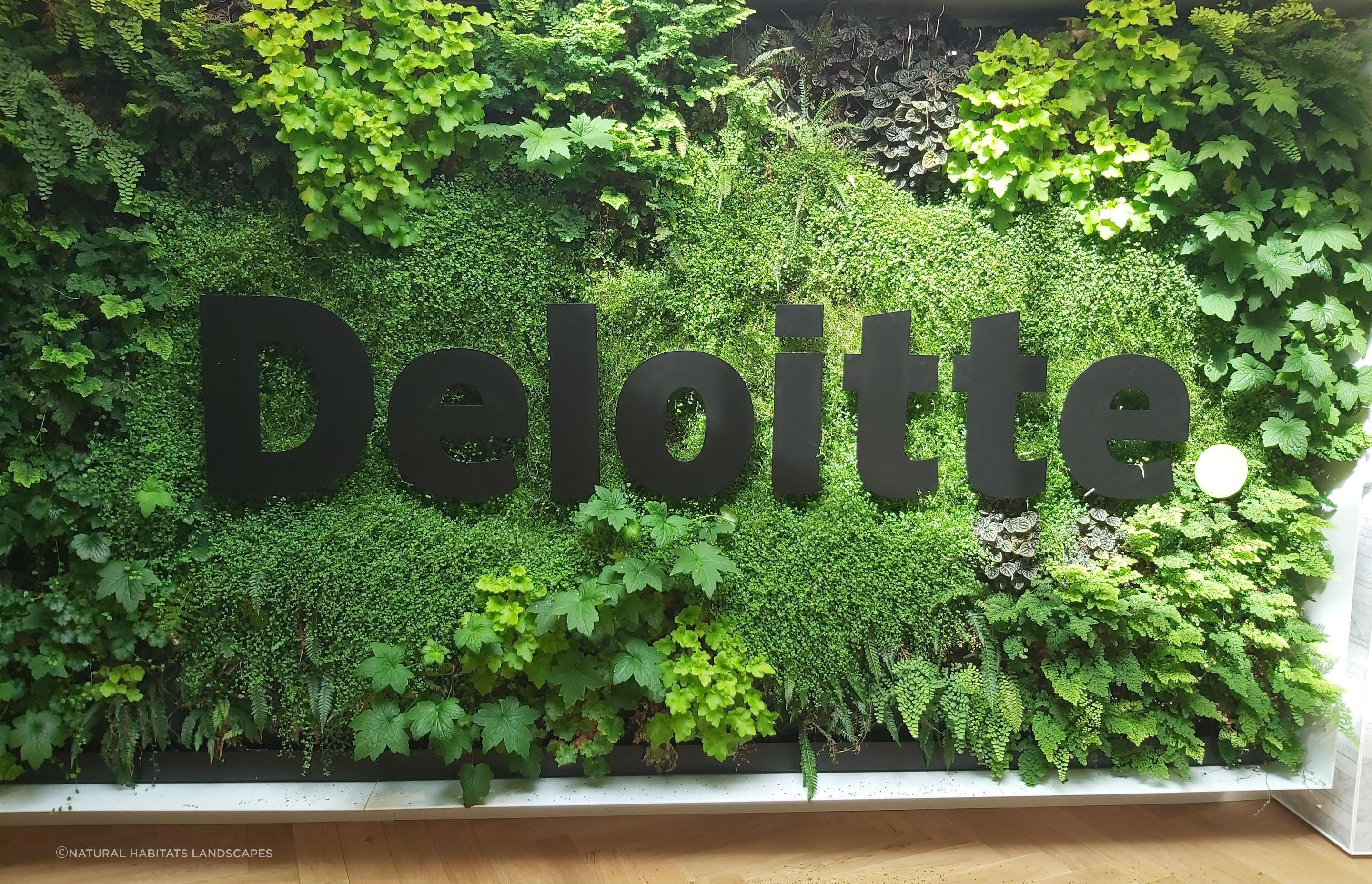 Deloitte Green Wall, Dunedin