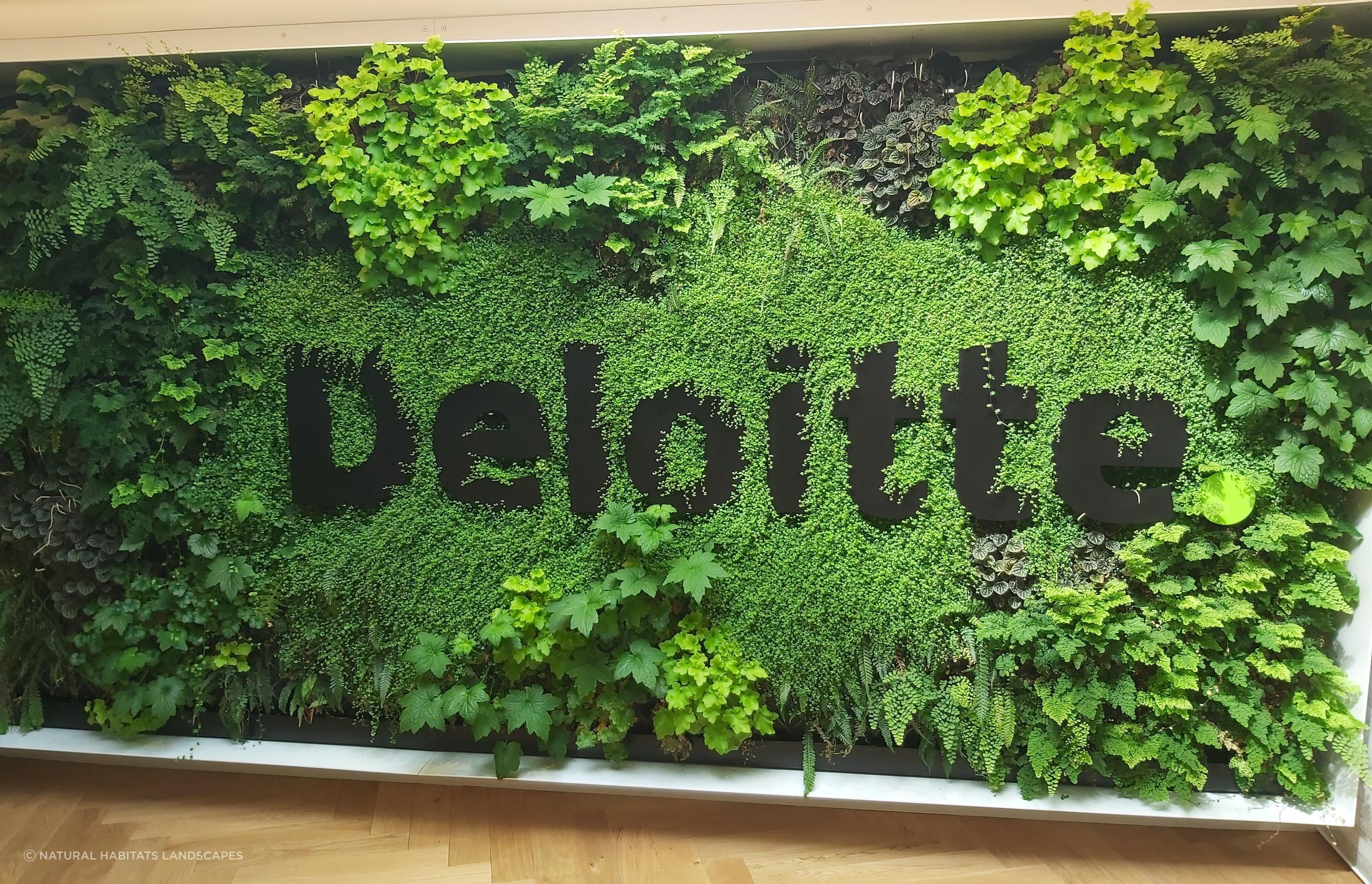 Deloitte Green Wall, Dunedin
