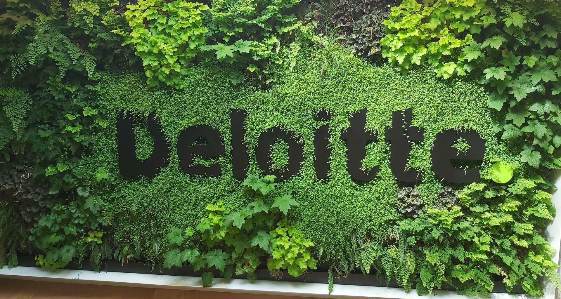 Deloitte Green Wall, Dunedin banner