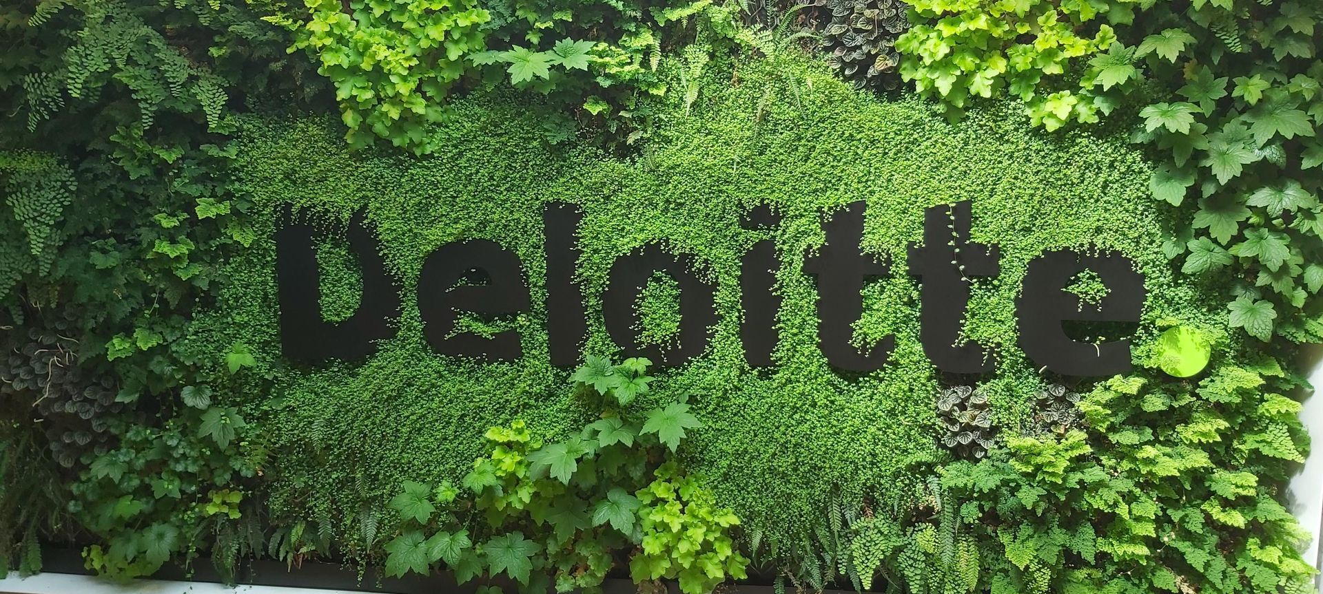 Deloitte Green Wall, Dunedin banner