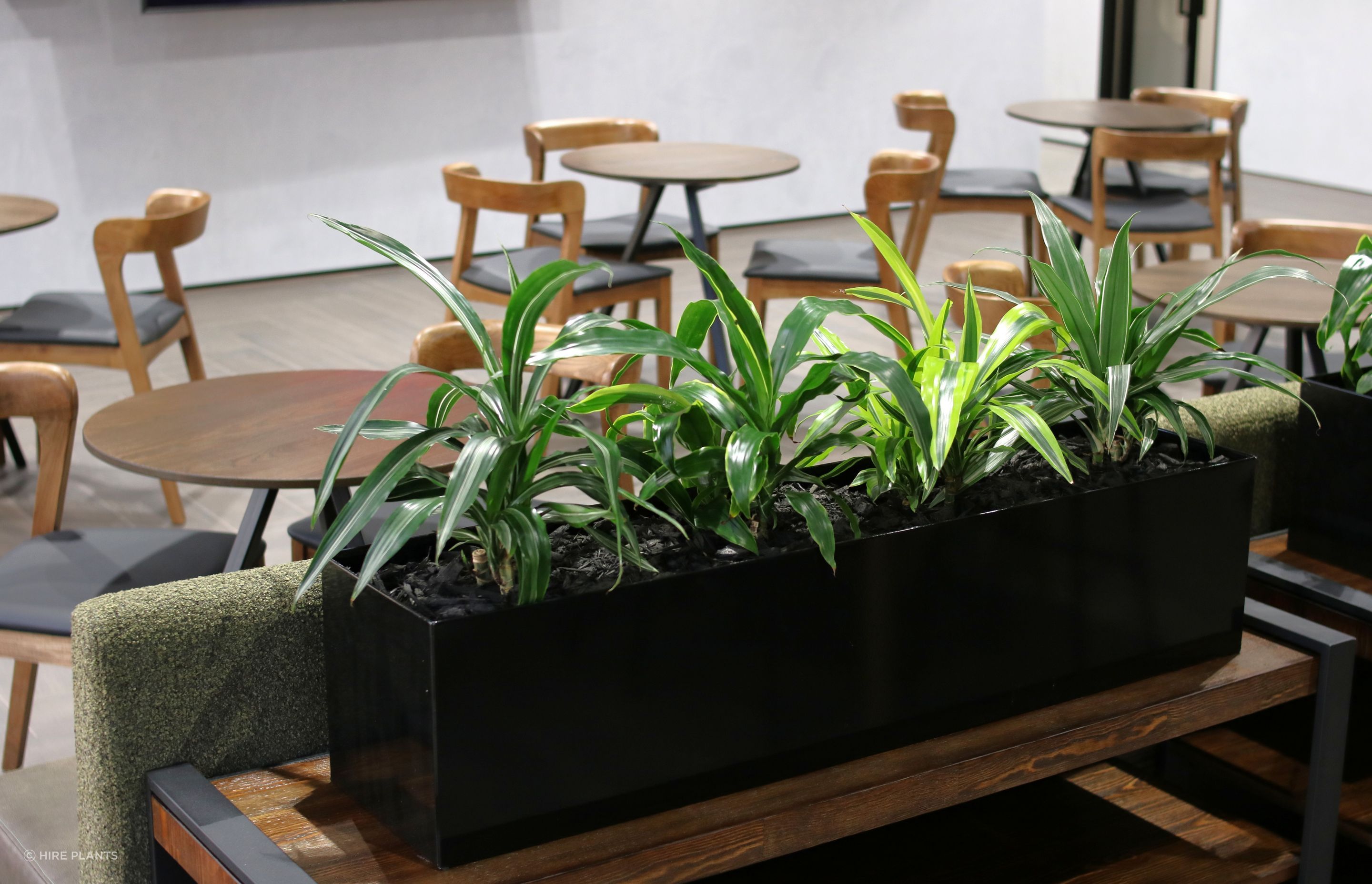 ICT-IDR-mixed-Dracaena-in-black-trough-Dual-0525-2.JPG
