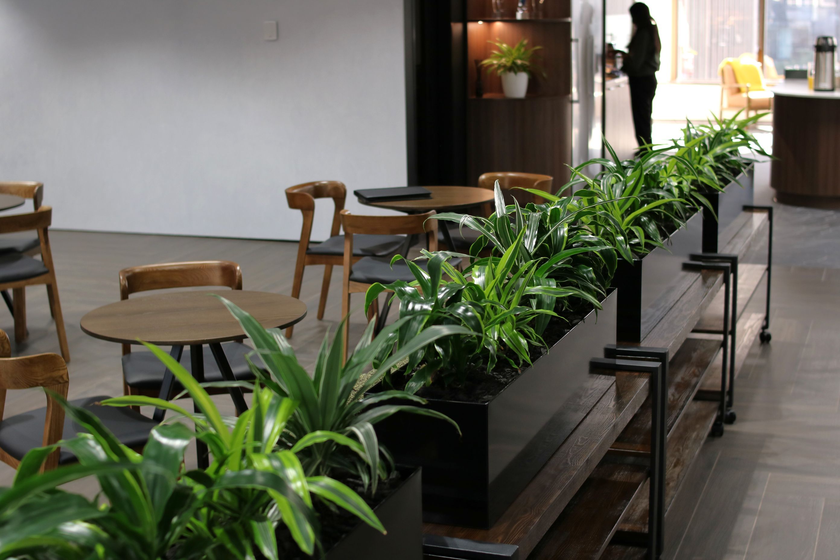 ICT-IDR-mixed-Dracaena-in-black-trough-Dual-0525-3.JPG
