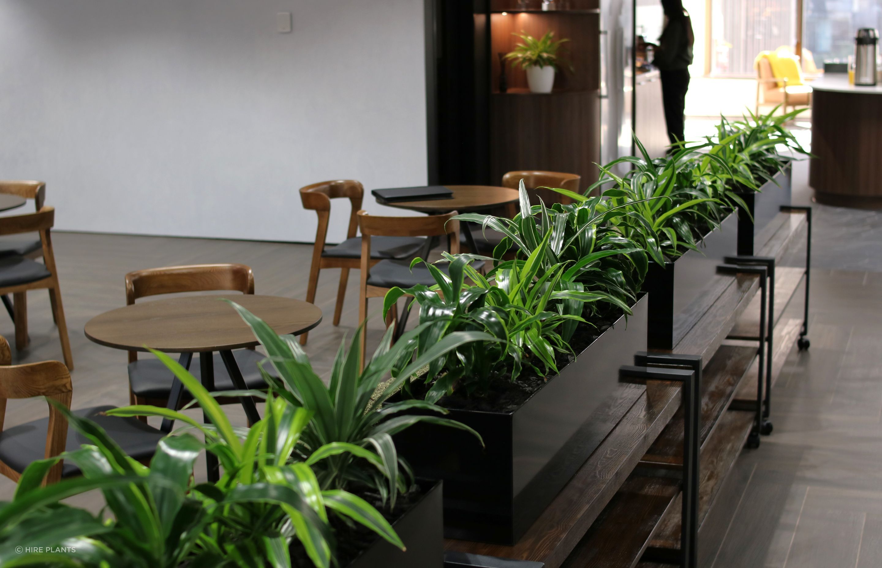 ICT-IDR-mixed-Dracaena-in-black-trough-Dual-0525-3.JPG