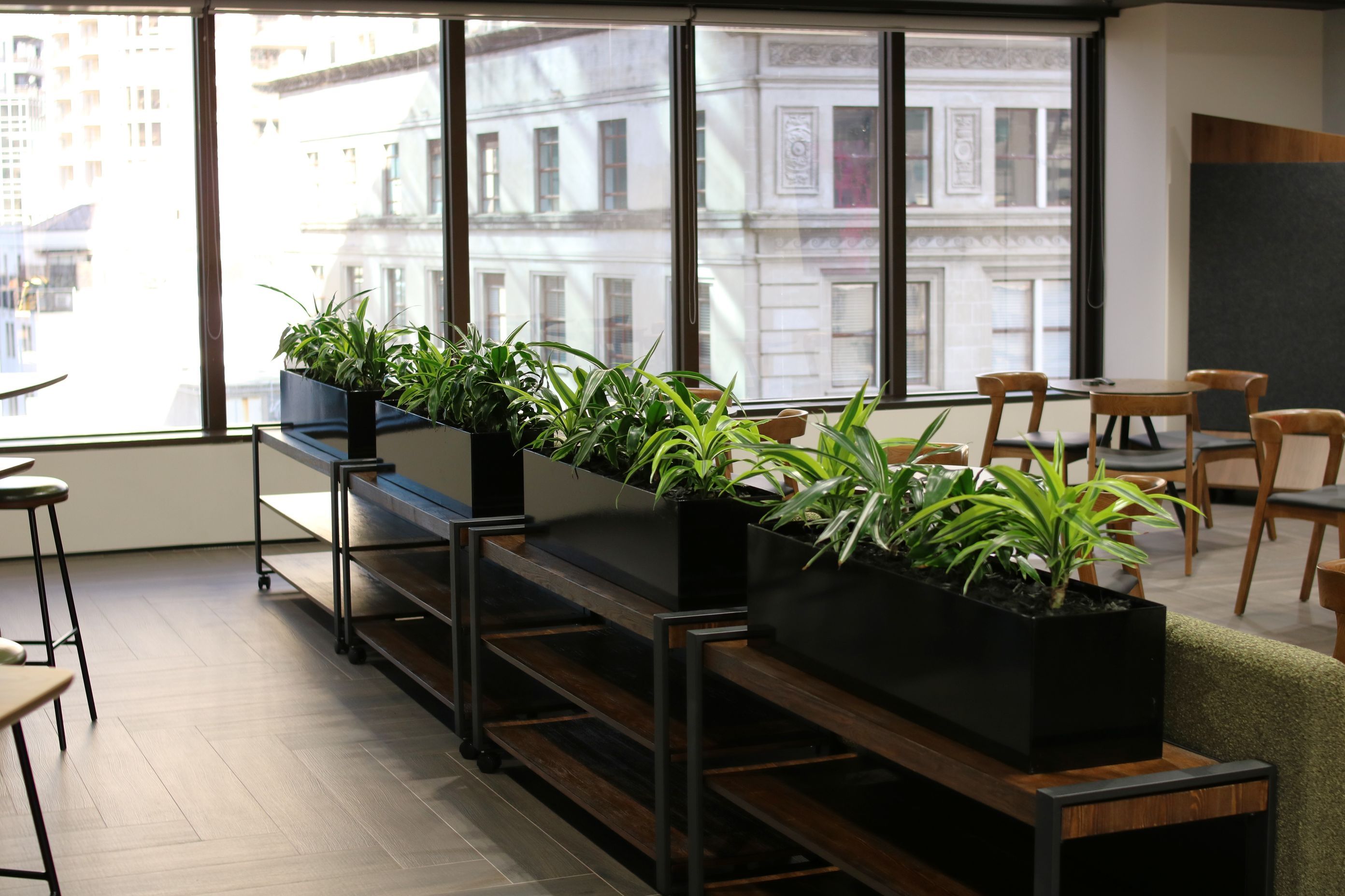ICT-IDR-mixed-Dracaena-in-black-trough-Dual-0525-v3.JPG