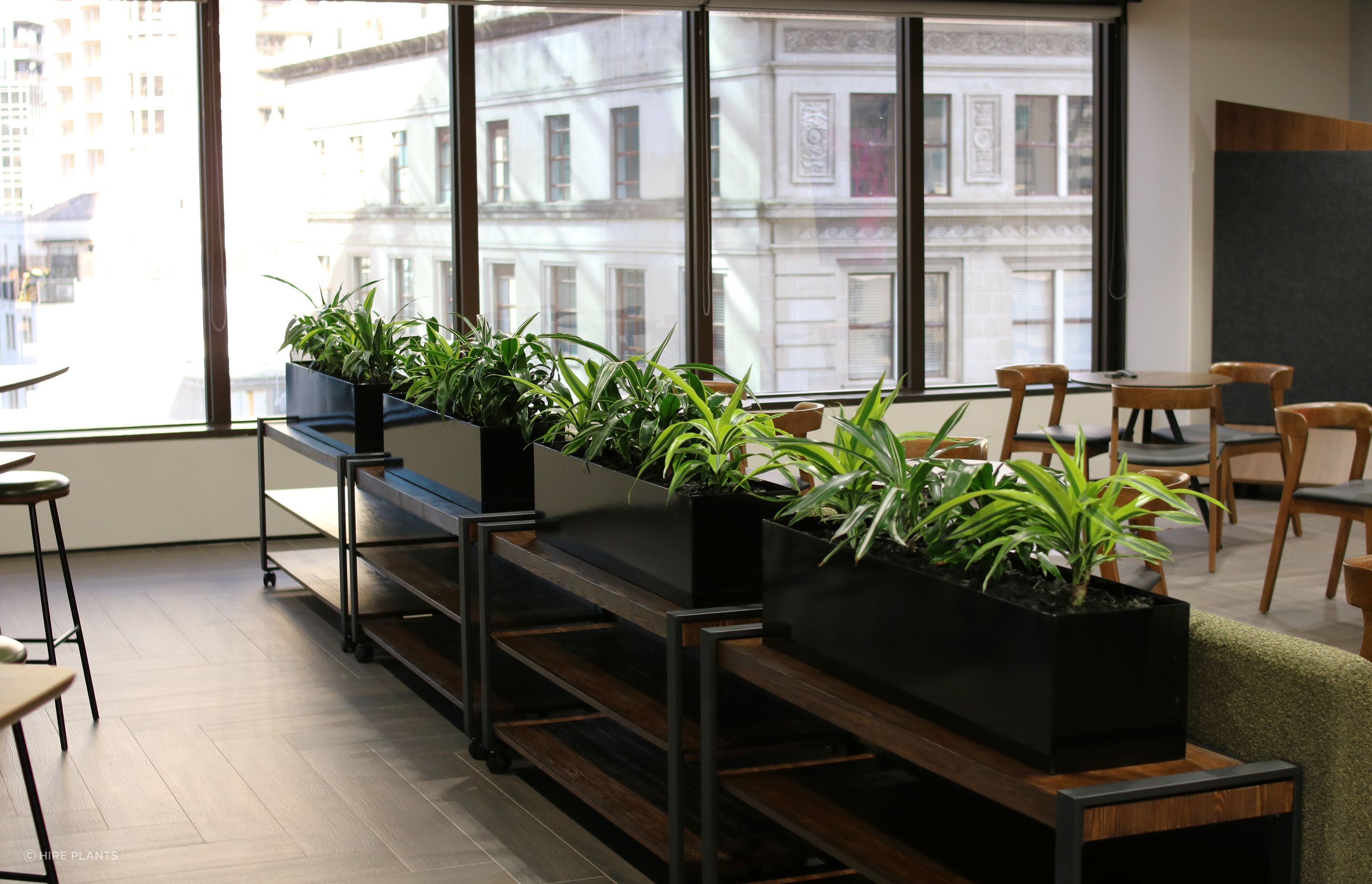 ICT-IDR-mixed-Dracaena-in-black-trough-Dual-0525-v3.JPG