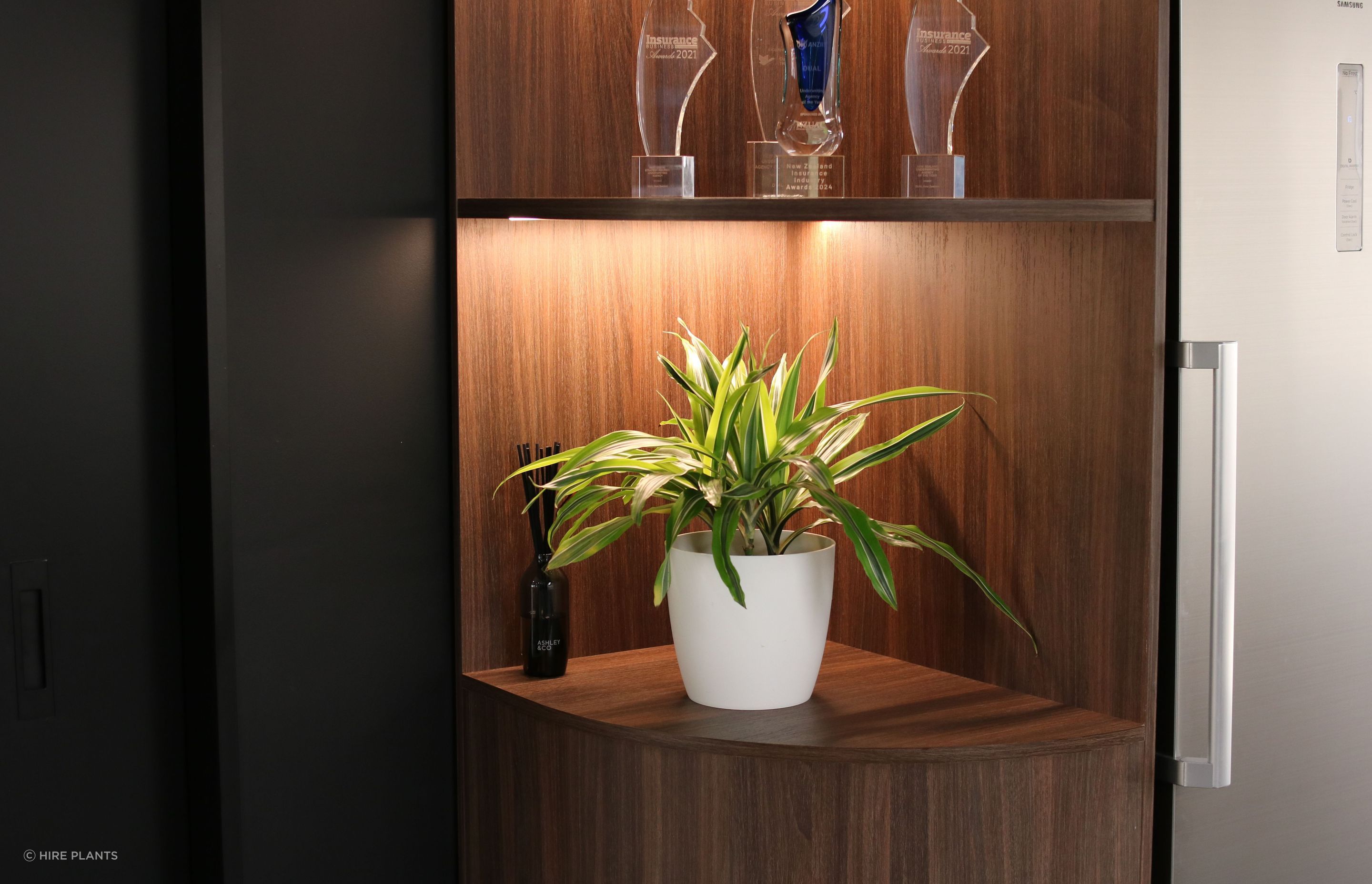 IDR-IEL-Dracaena-Lemon-Lime-in-white-elho-Dual-0525.JPG