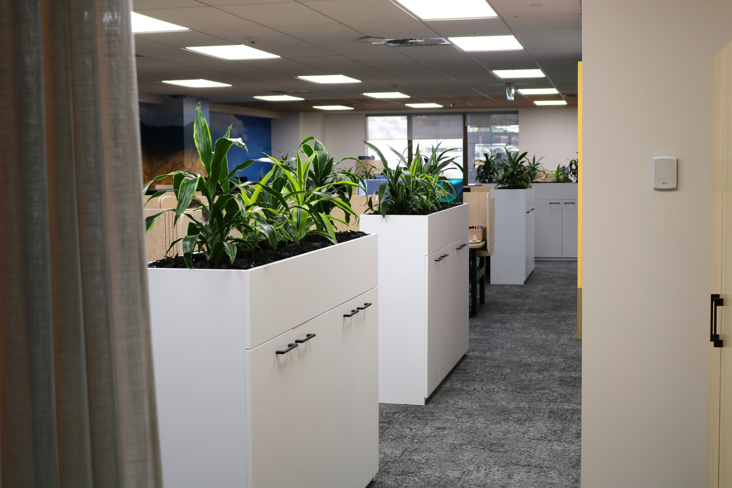 IDR-mixed-Dracaena-in-client-owned-tambour-units-Dual-0525.JPG