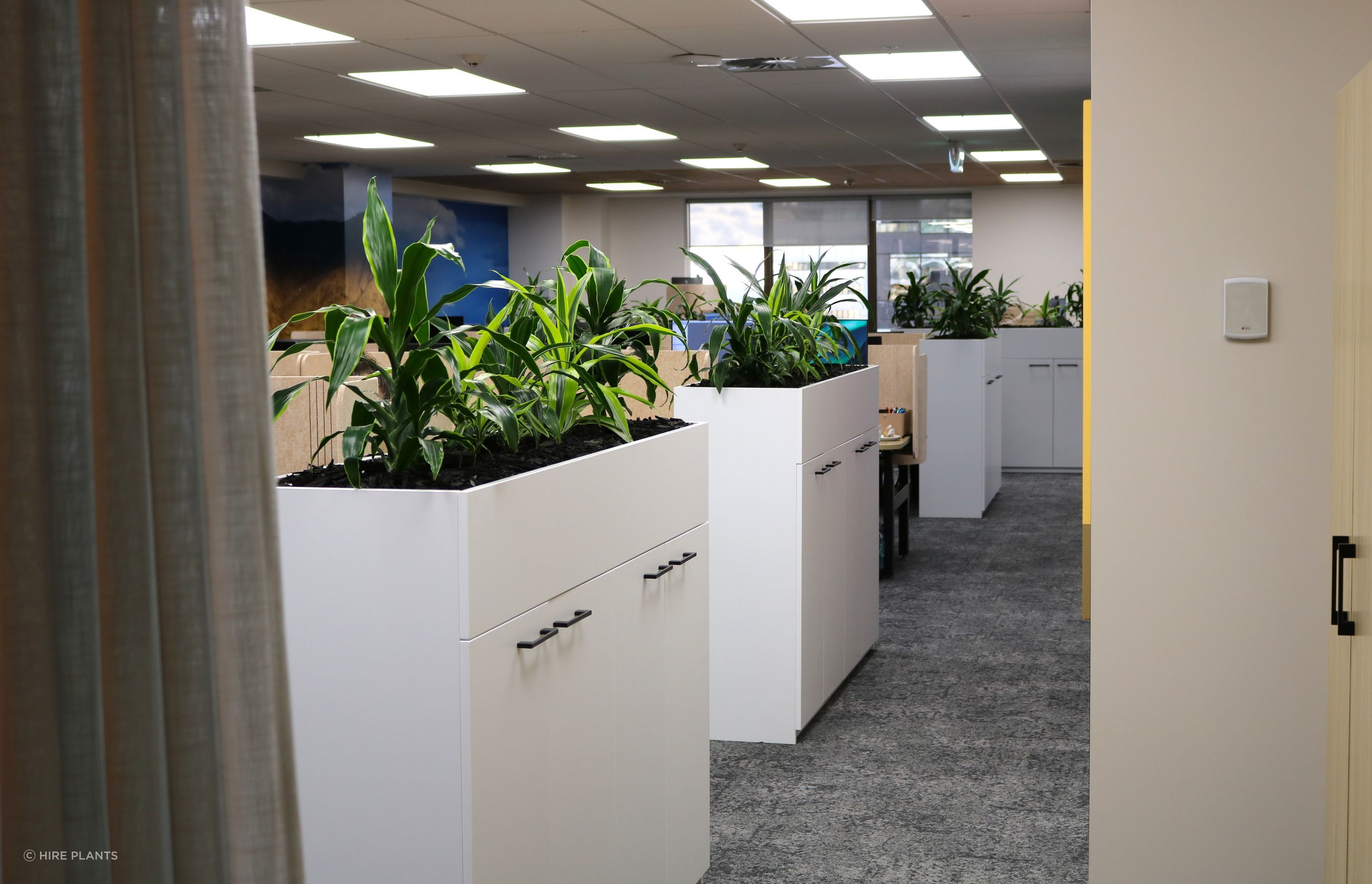 IDR-mixed-Dracaena-in-client-owned-tambour-units-Dual-0525.JPG