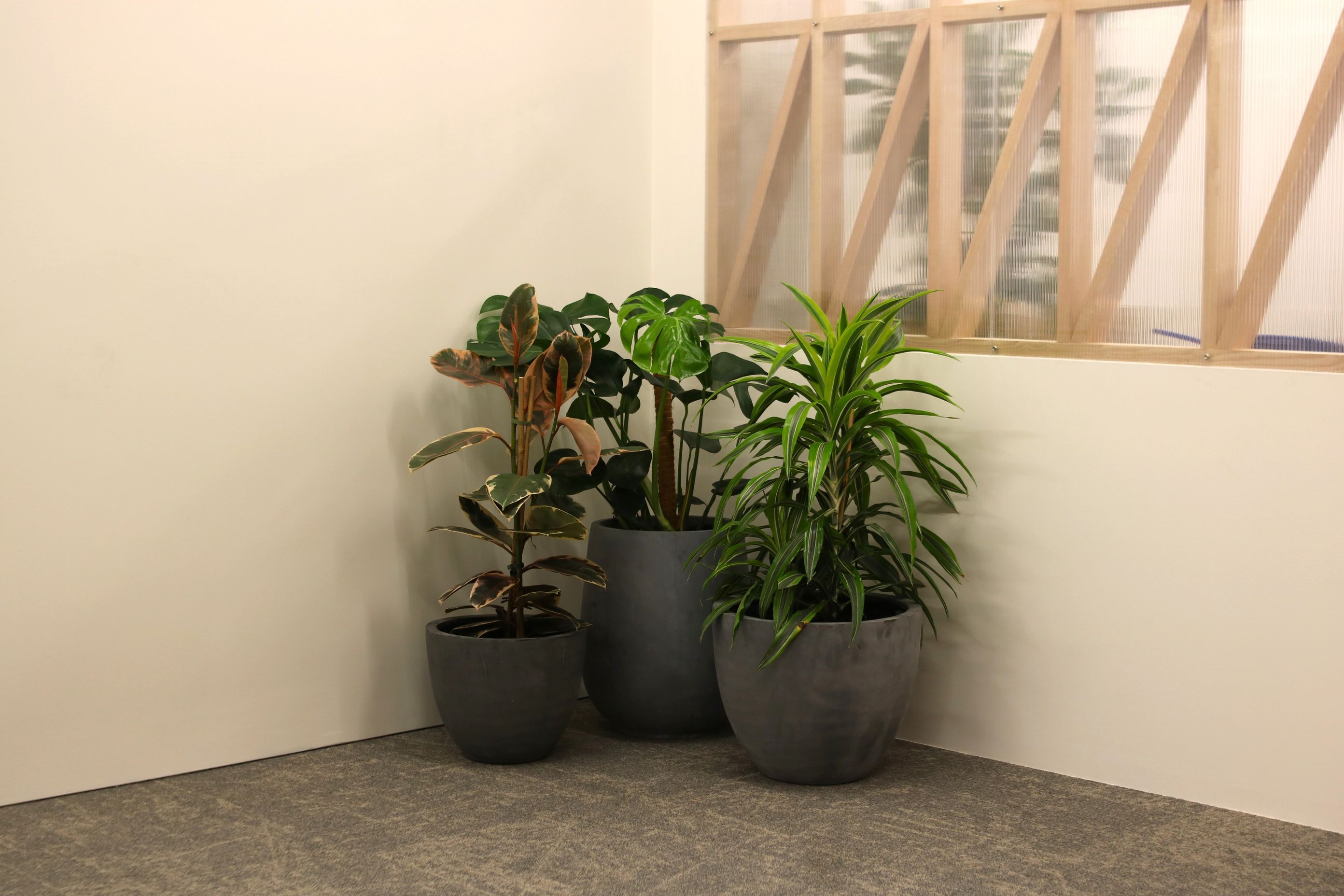 IFP2-IDR3-IFO2-CBL2-CBL3-Assorted-plant-grouping-in-stone-bianca-pots-Ruminant-Biotech-224.JPG