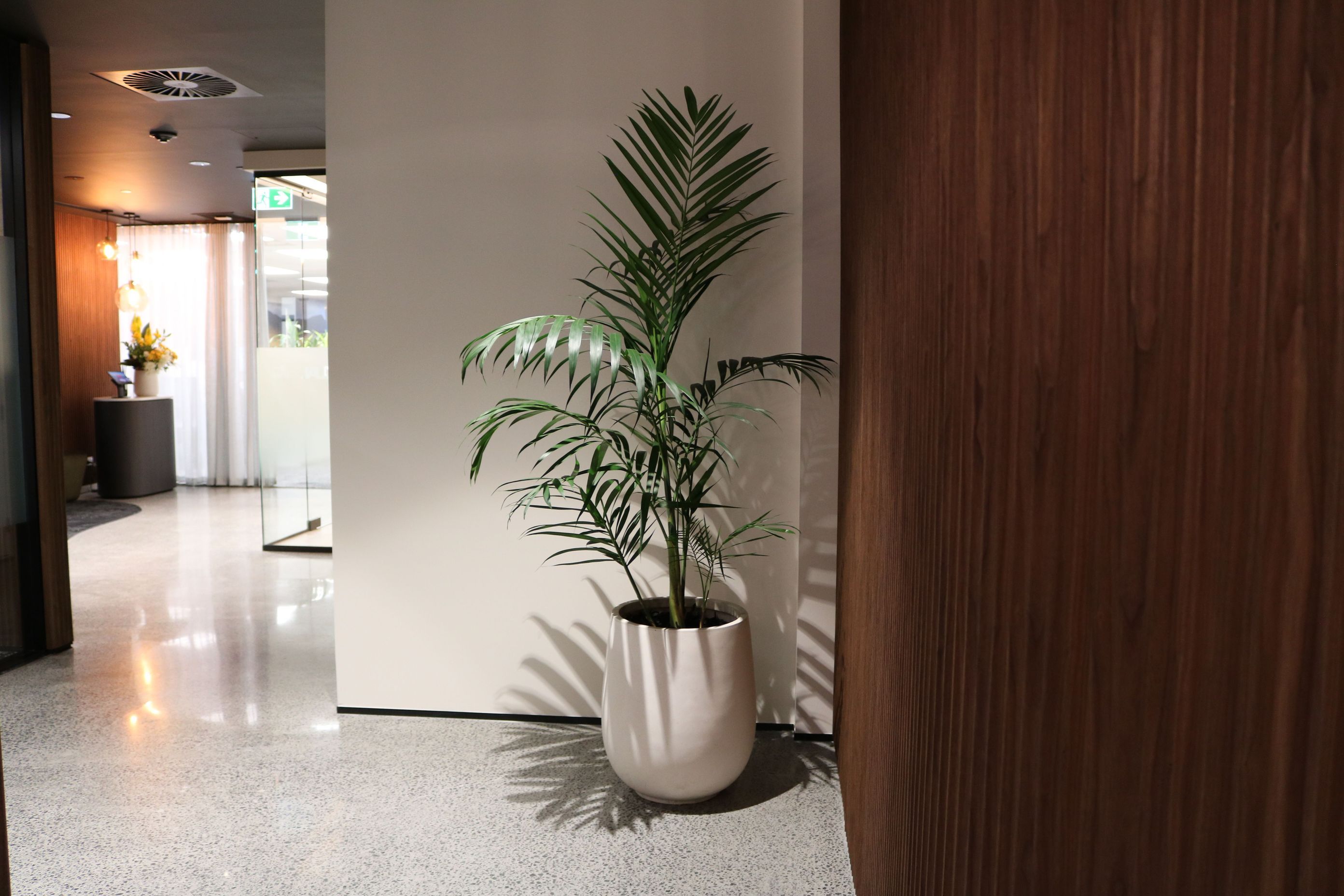 IKP-CBL-Kentia-palm-in-white-bianca-palm-47-Dual-0525.JPG