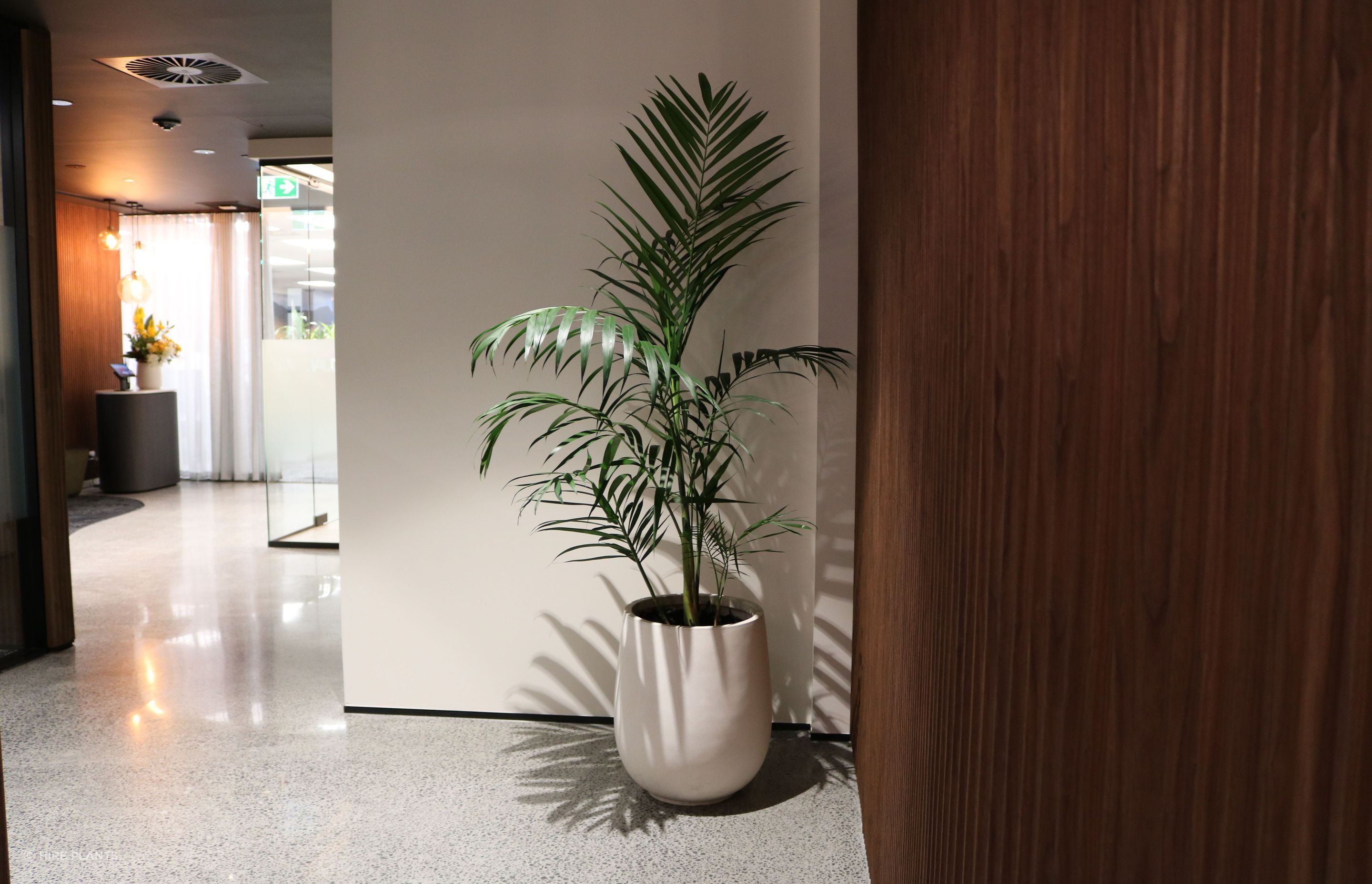 IKP-CBL-Kentia-palm-in-white-bianca-palm-47-Dual-0525.JPG