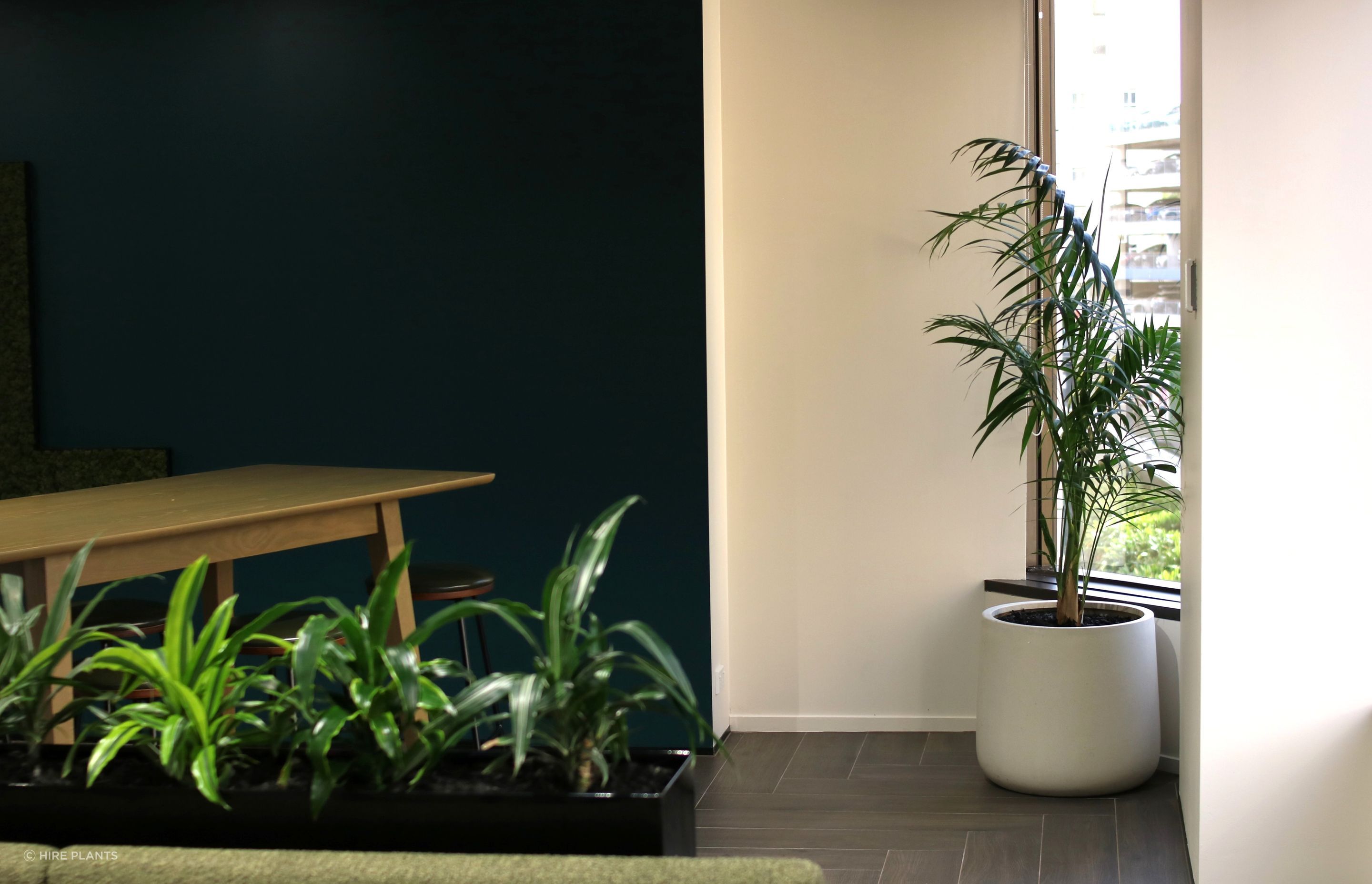 IKP-CBL-IDR-ICT-Kentia-palm-in-white-bianca-cylinder-Dracaena-in-trough-Dual-0525.JPG