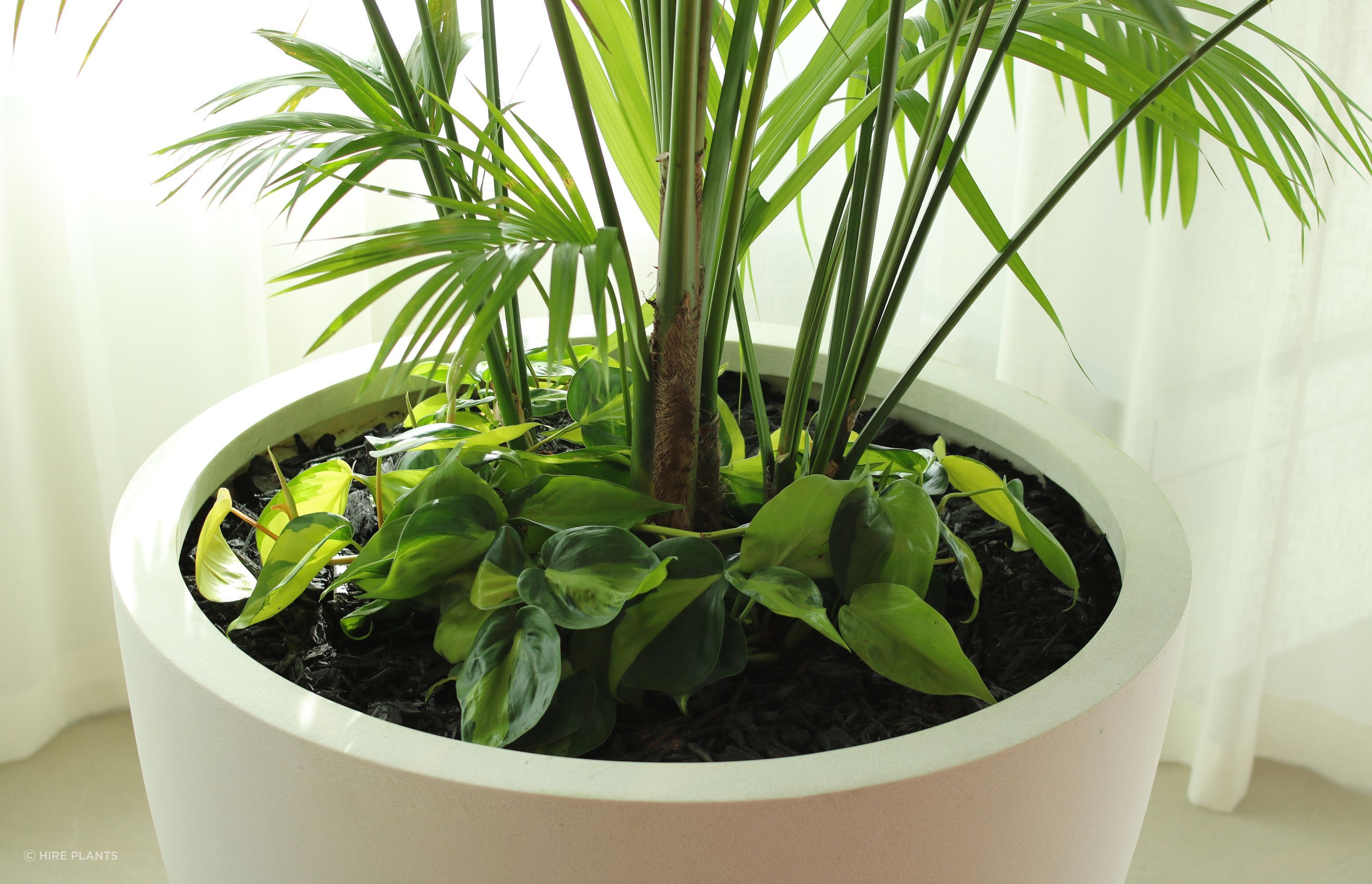 IKP-ITR-CBL-Underplanting-LOral-0625.JPG