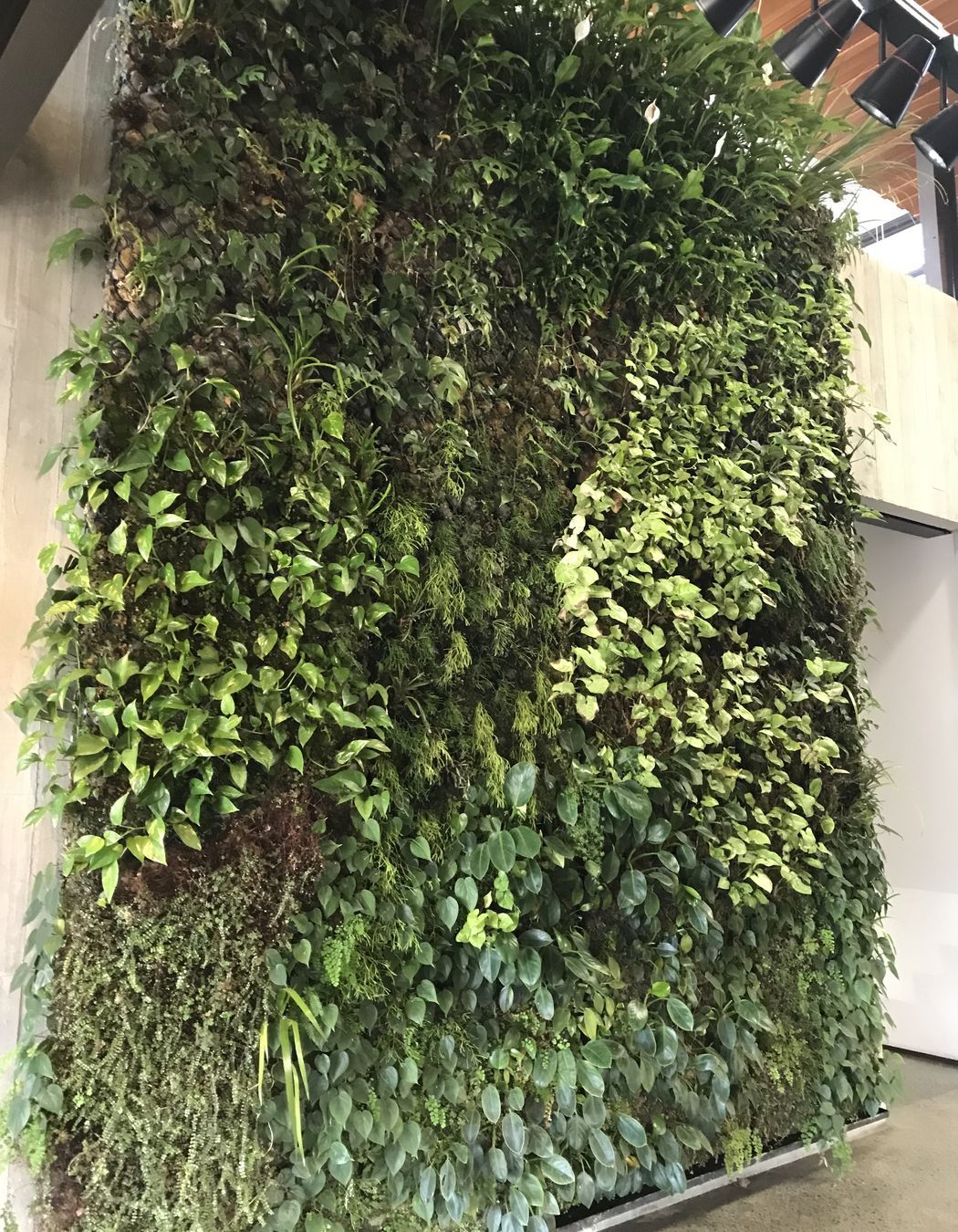 Ceres Organics - Plant Wall Maintenance At Height