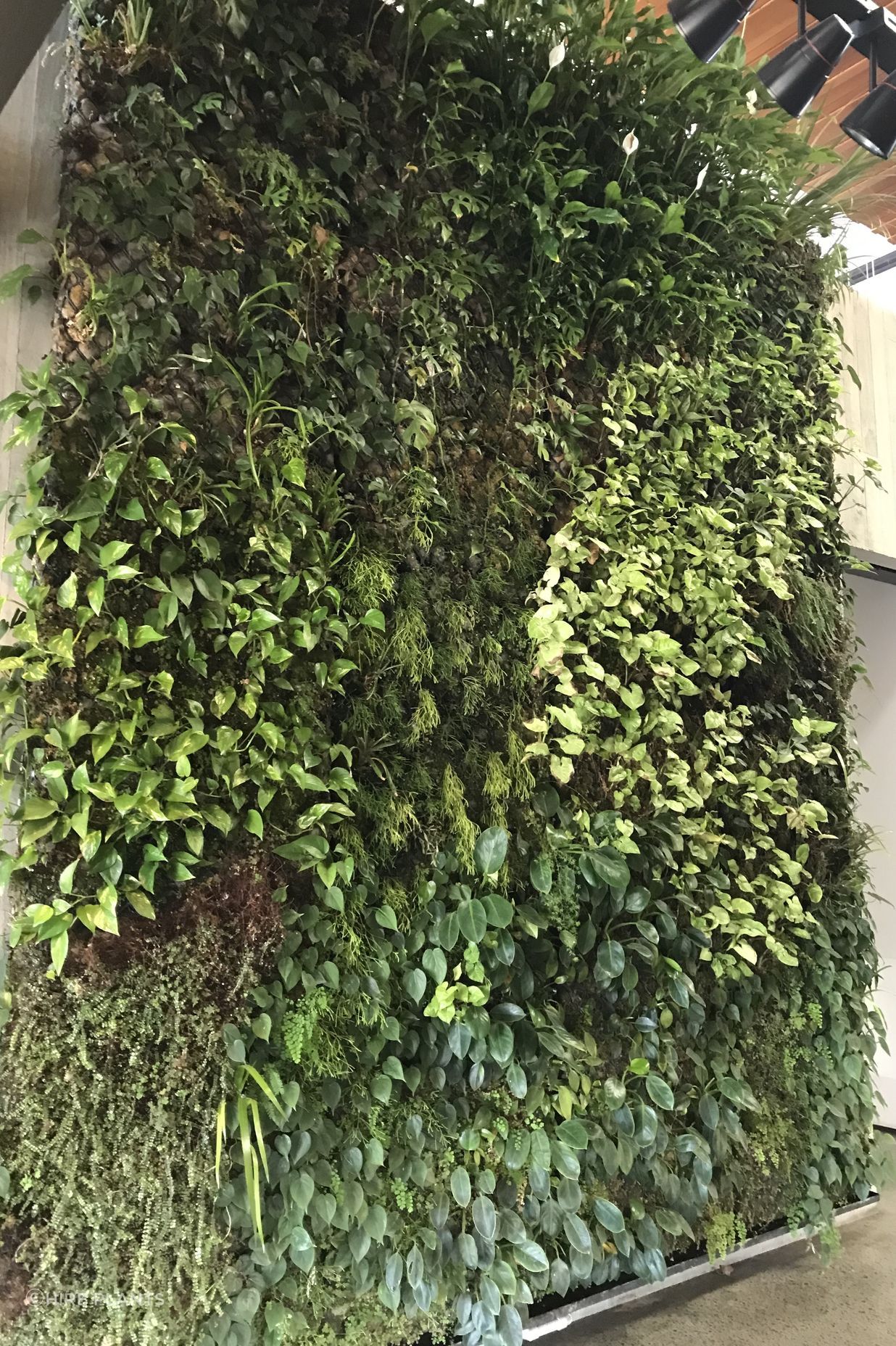 Ceres Organics - Plant Wall Maintenance At Height