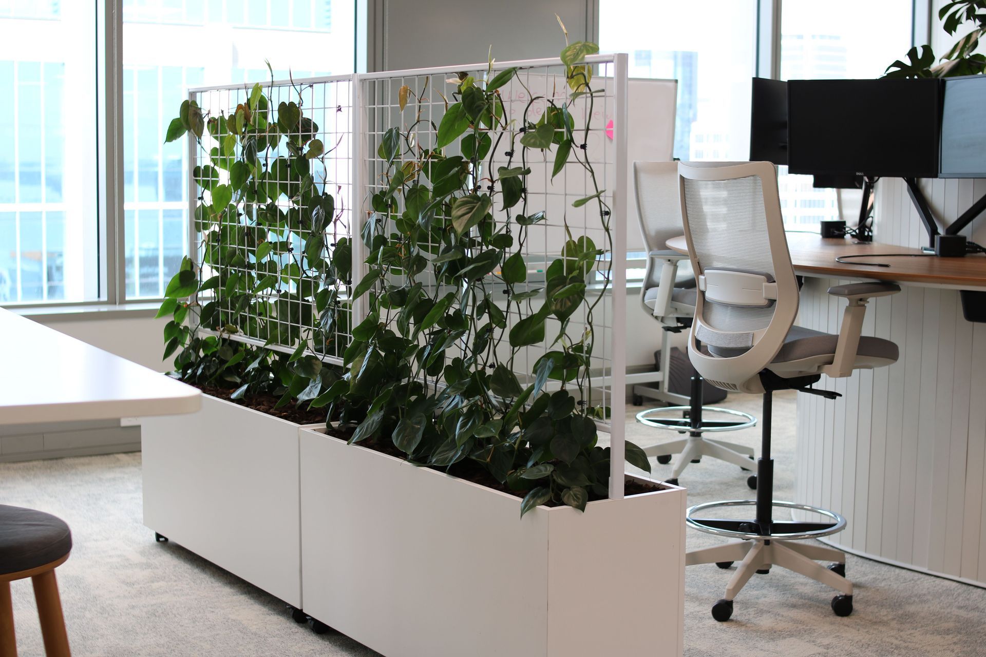 ITR-Climbing-philodendron-on-client-owned-frame-Delta-Insurance-0226.JPG