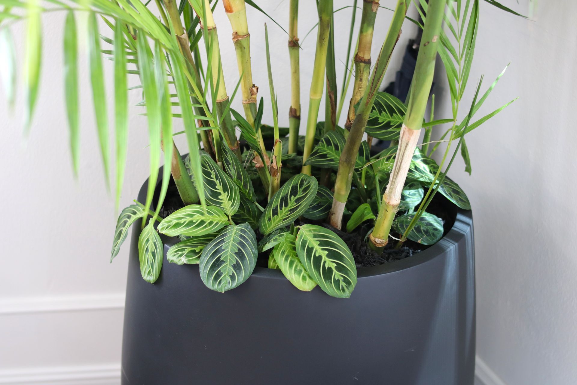 ITR-Underplanting-BMS-Auckland-0926.JPG