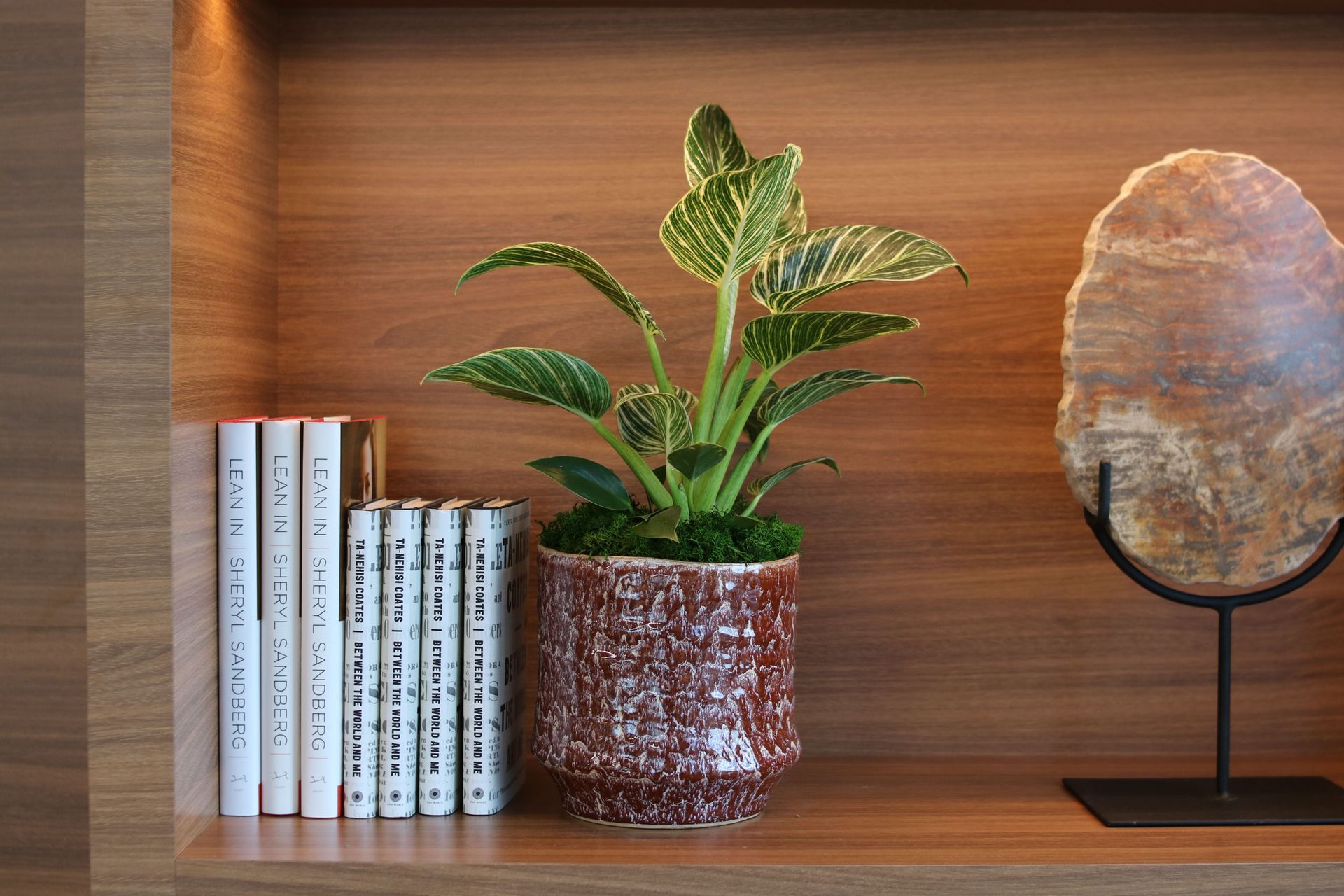 ITR1-CGL1-Rhipsalis-Capilliformis-in-berlin-planter-salesforce-324.JPG