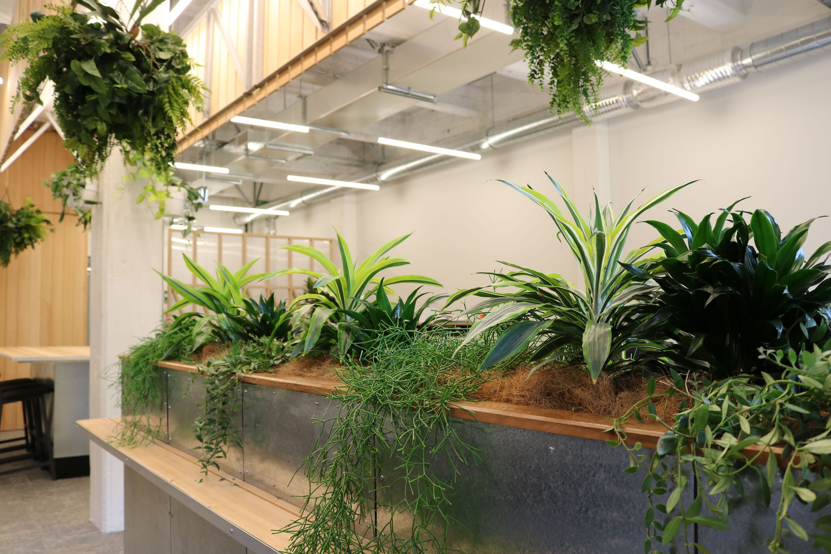 ITR1-IDR1-Dracaena-trailing-plants-CO-inbuilt-planter-unit-Ruminant-Biotech-224-3.JPG