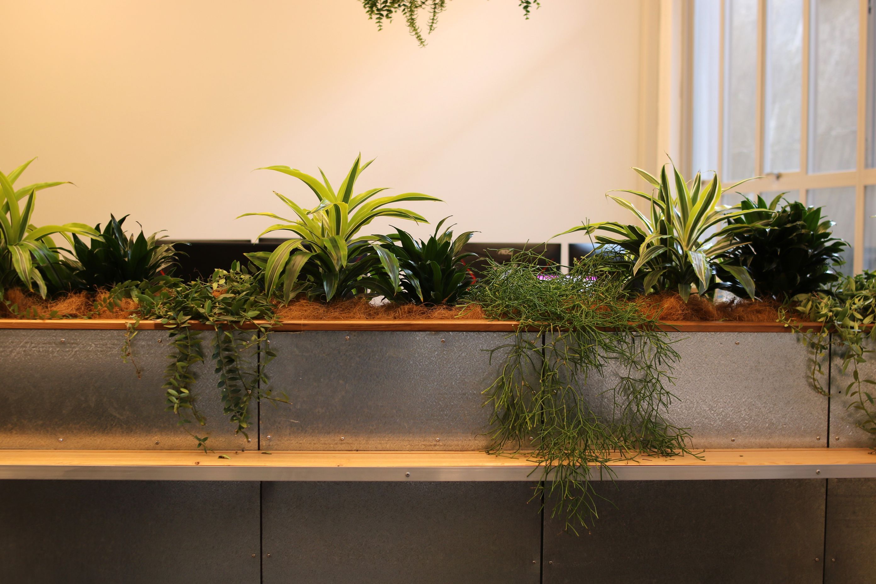 ITR1-IDR1-Dracaena-trailing-plants-CO-inbuilt-planter-unit-Ruminant-Biotech-224.JPG