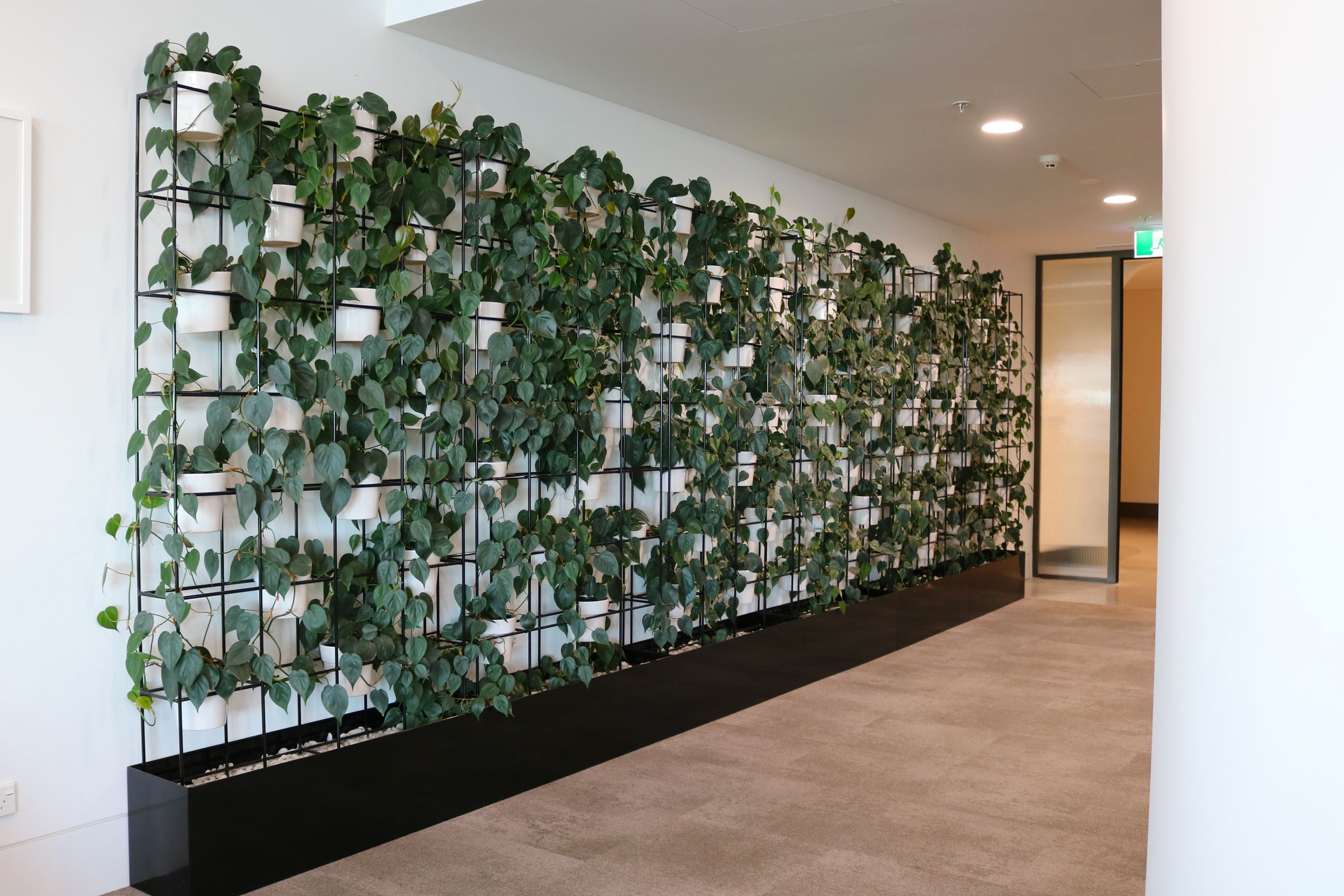 ITR1-VGF3-VGF4-black-grid-frame-with-base-trough-Philodendron-scandens-Val-Morgan-outdoor-0524.JPG