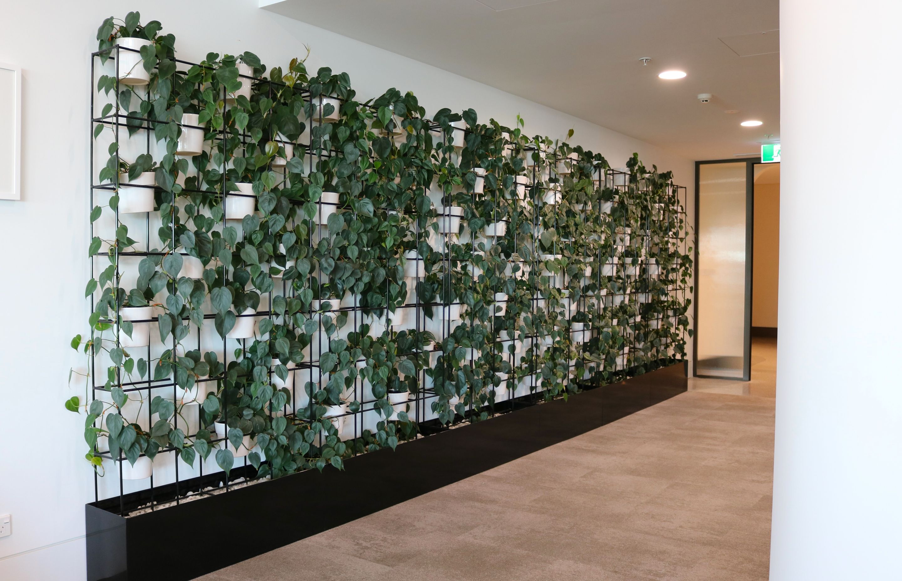 ITR1-VGF3-VGF4-black-grid-frame-with-base-trough-Philodendron-scandens-Val-Morgan-outdoor-0524.JPG