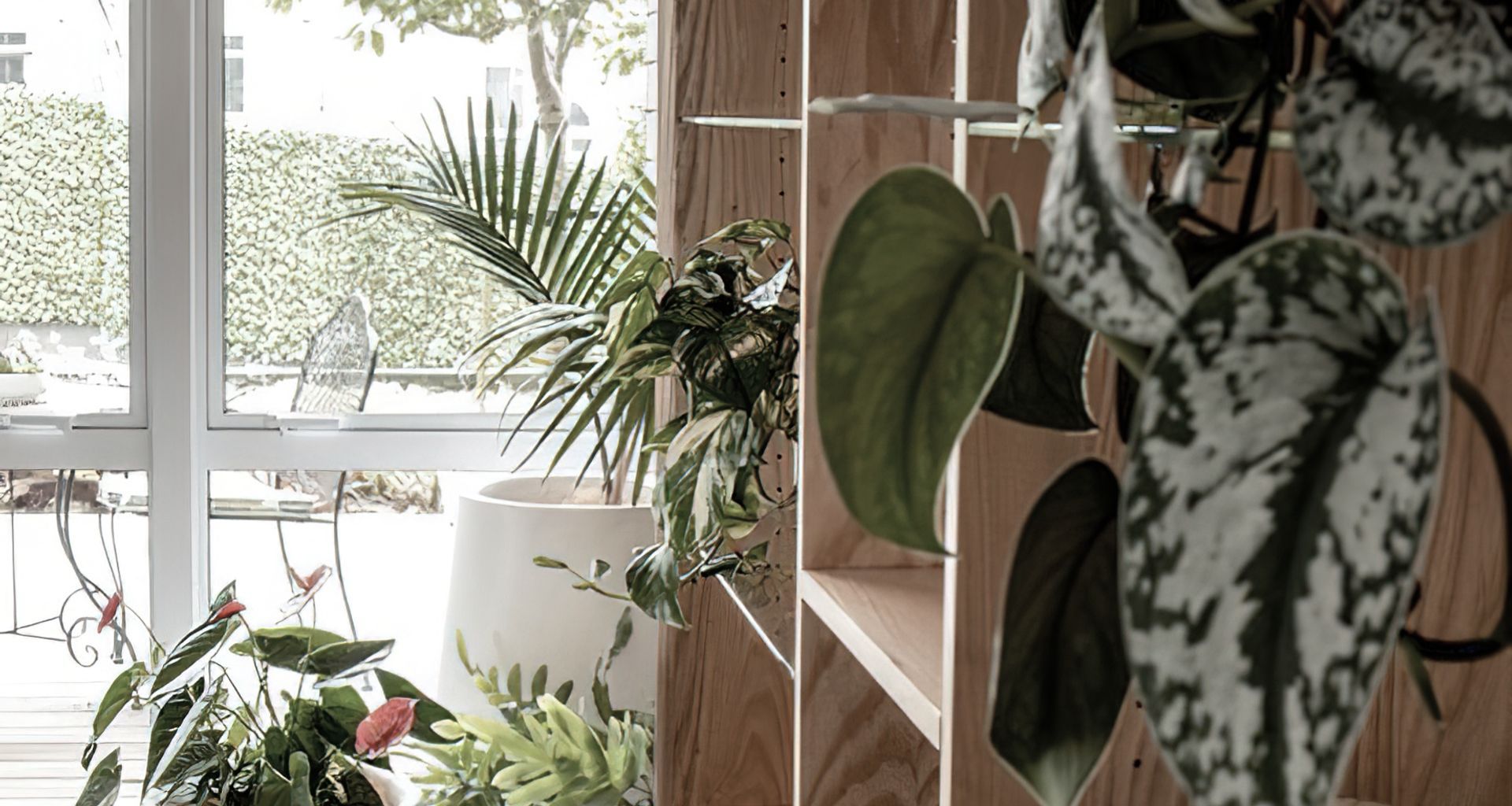 Everil Orr Indoor Plants banner