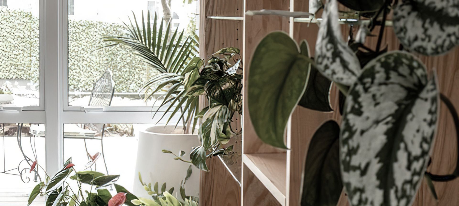 Everil Orr Indoor Plants banner