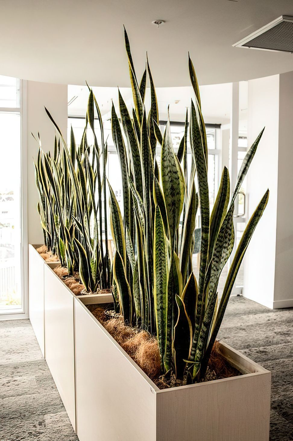 Everil Orr Indoor Plants