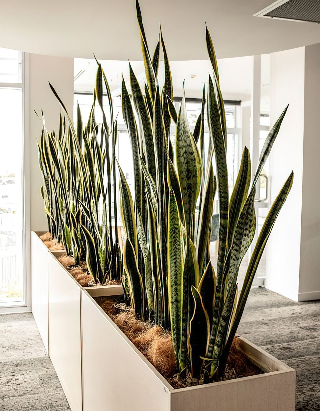 Everil Orr Indoor Plants