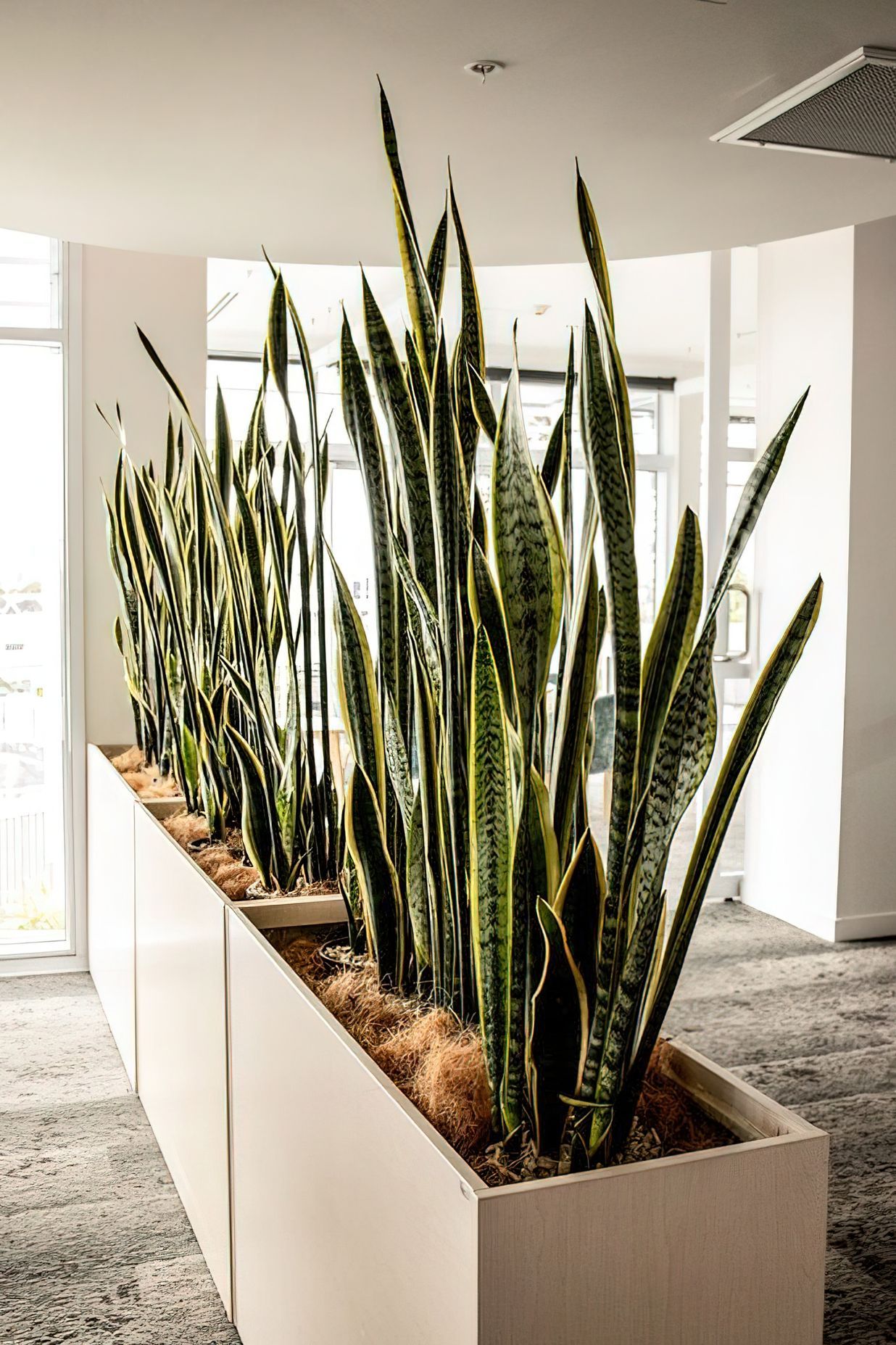 Everil Orr Indoor Plants