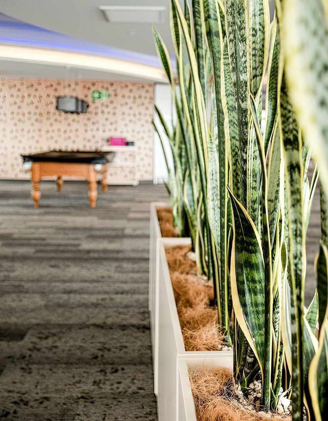 Everil Orr Indoor Plants