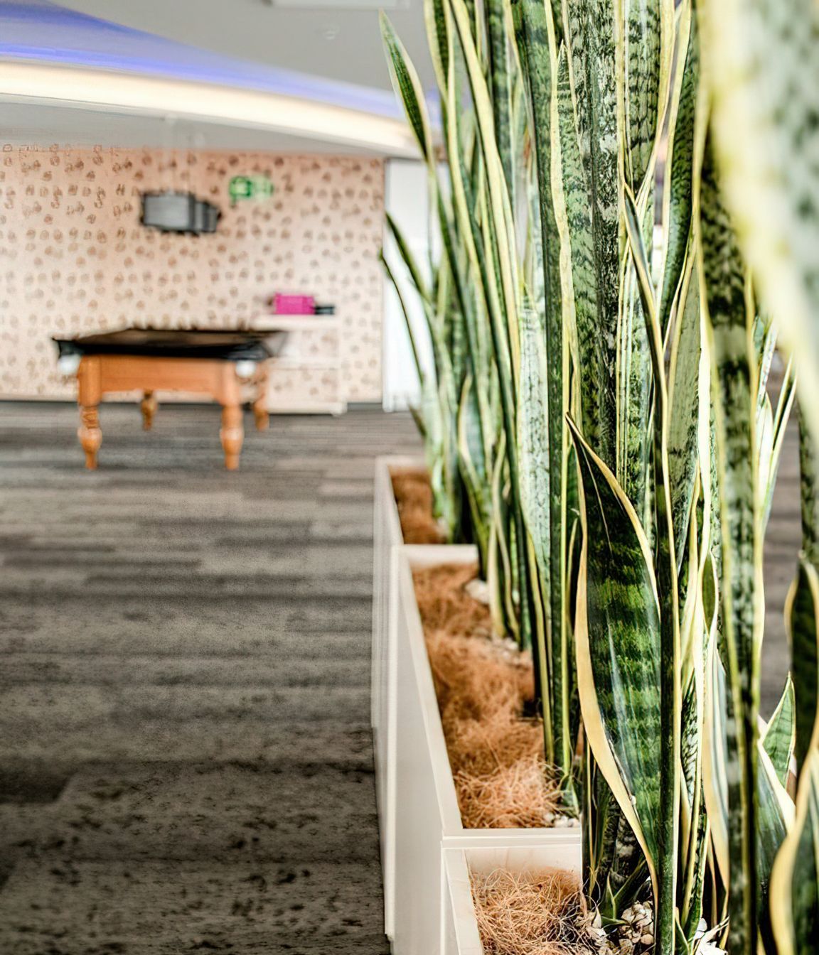 Everil Orr Indoor Plants