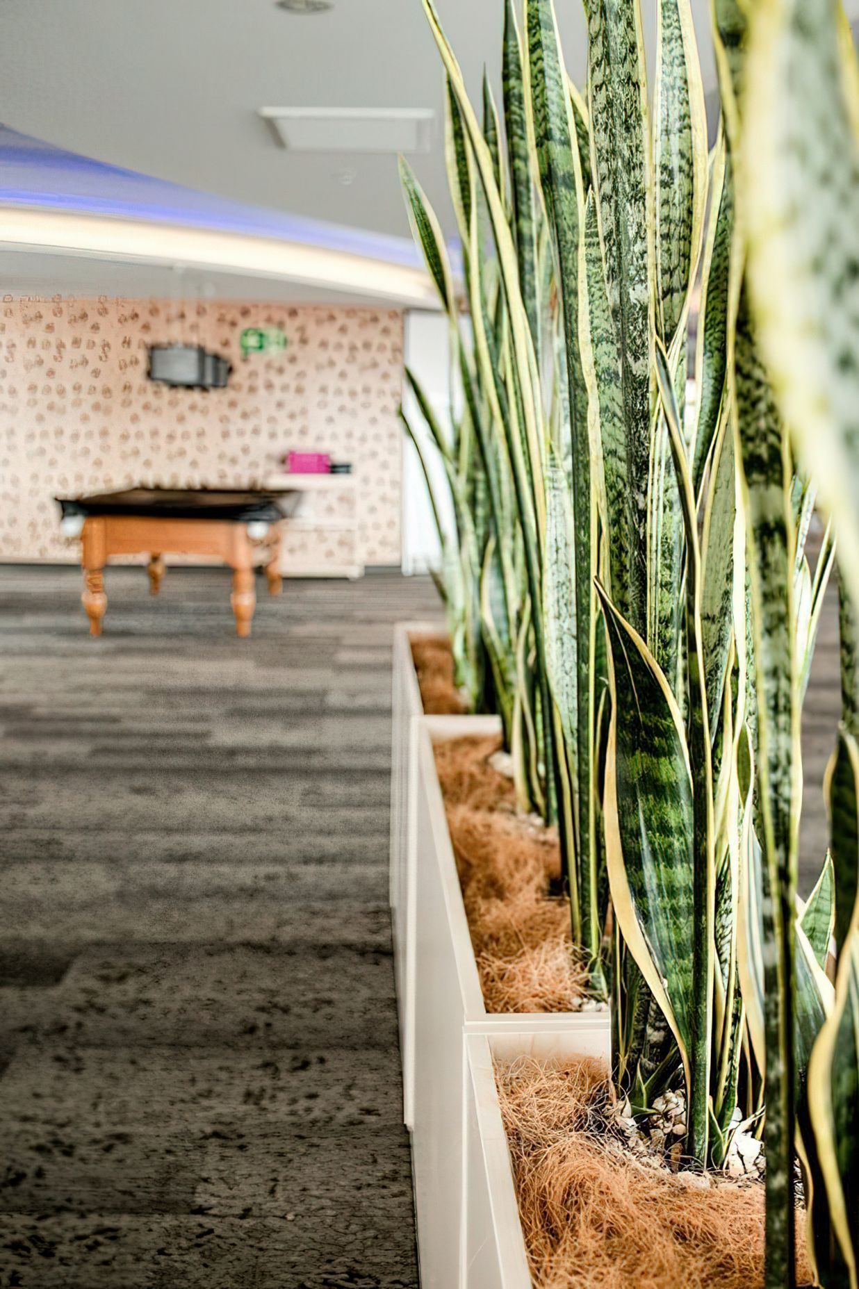Everil Orr Indoor Plants