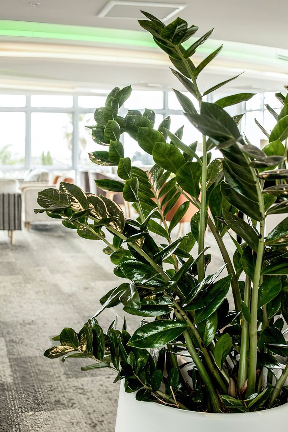 Everil Orr Indoor Plants