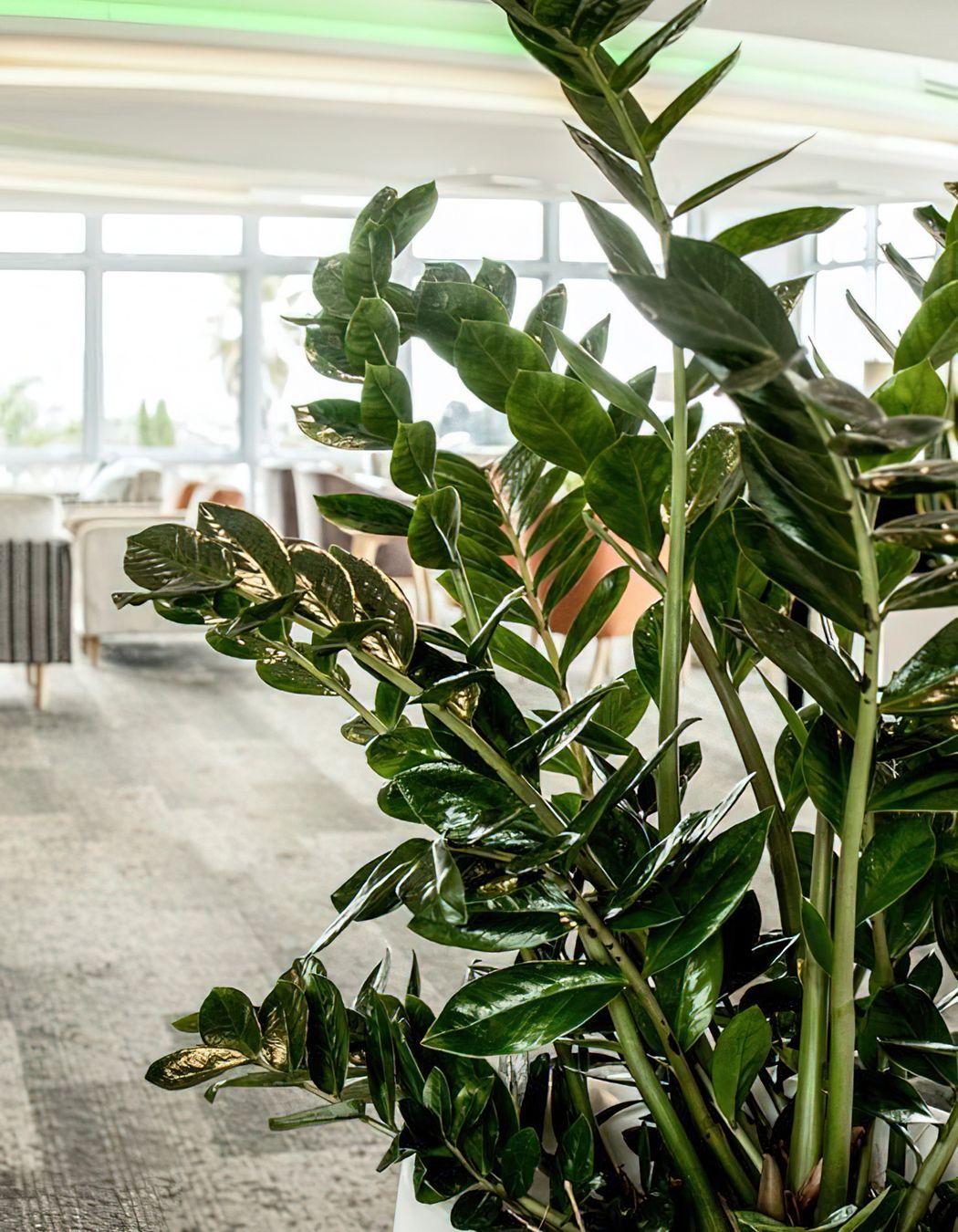 Everil Orr Indoor Plants