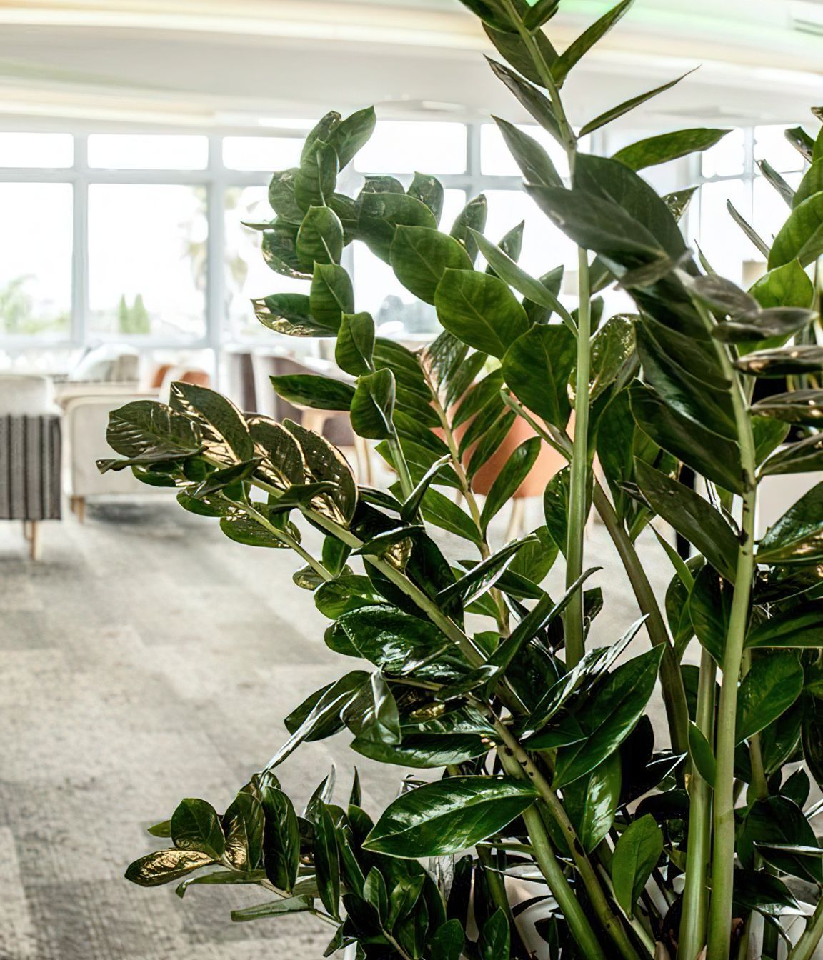 Everil Orr Indoor Plants
