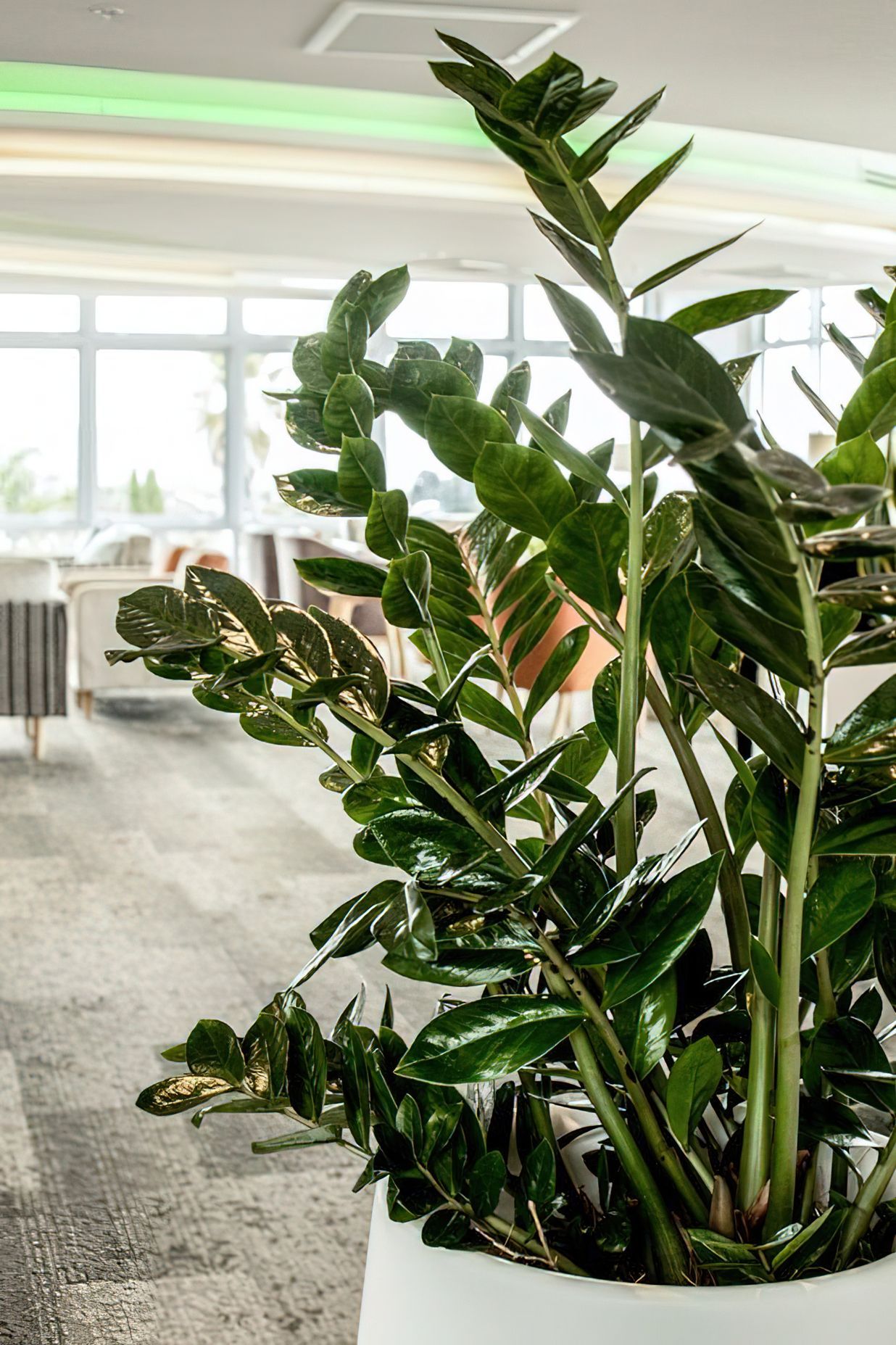 Everil Orr Indoor Plants