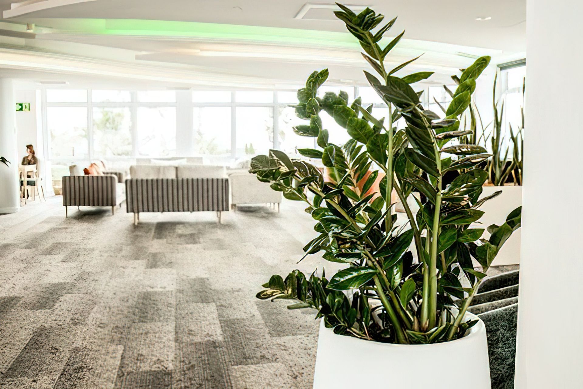 Everil Orr Indoor Plants