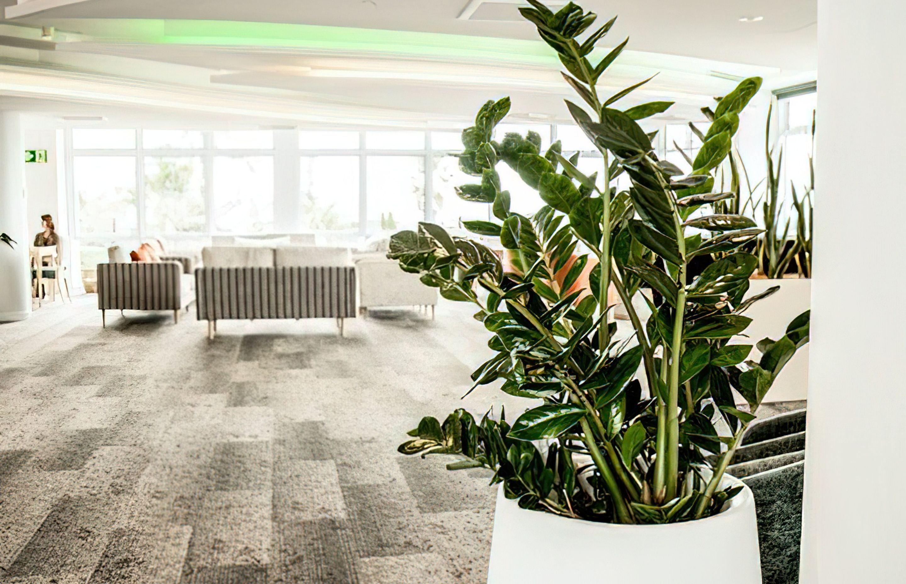 Everil Orr Indoor Plants