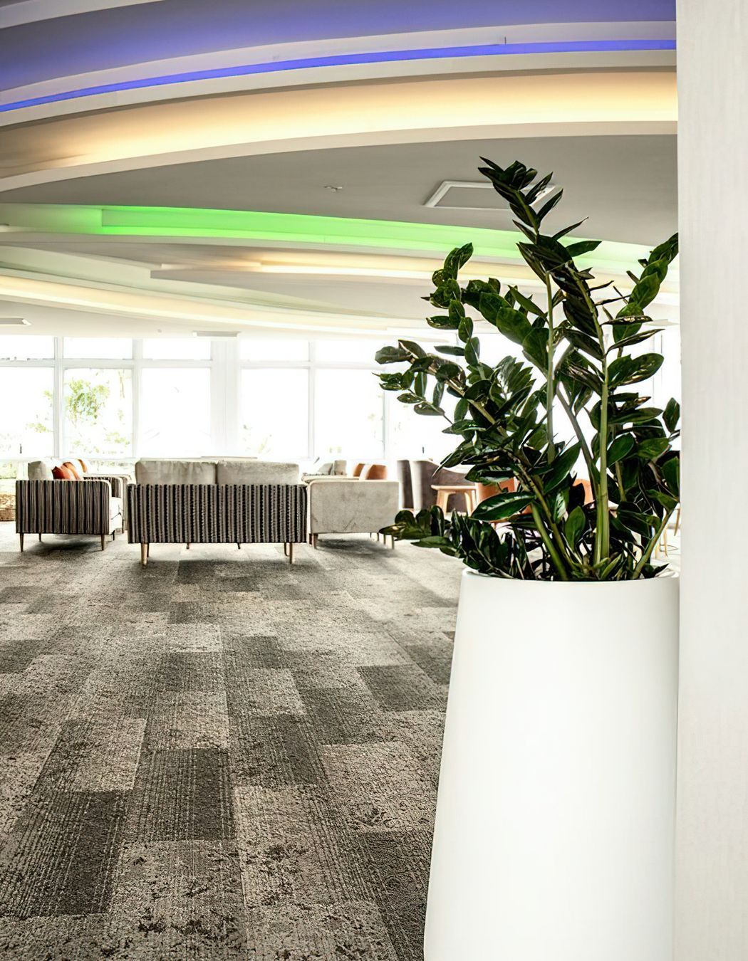 Everil Orr Indoor Plants