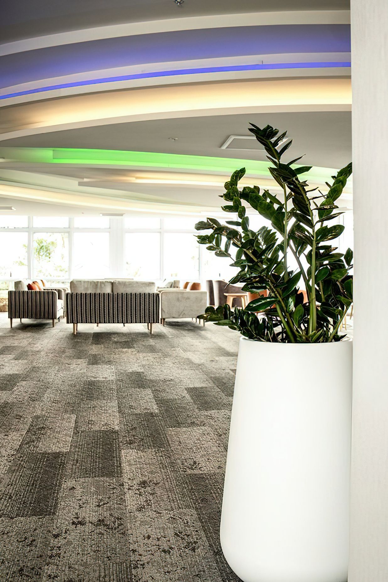 Everil Orr Indoor Plants