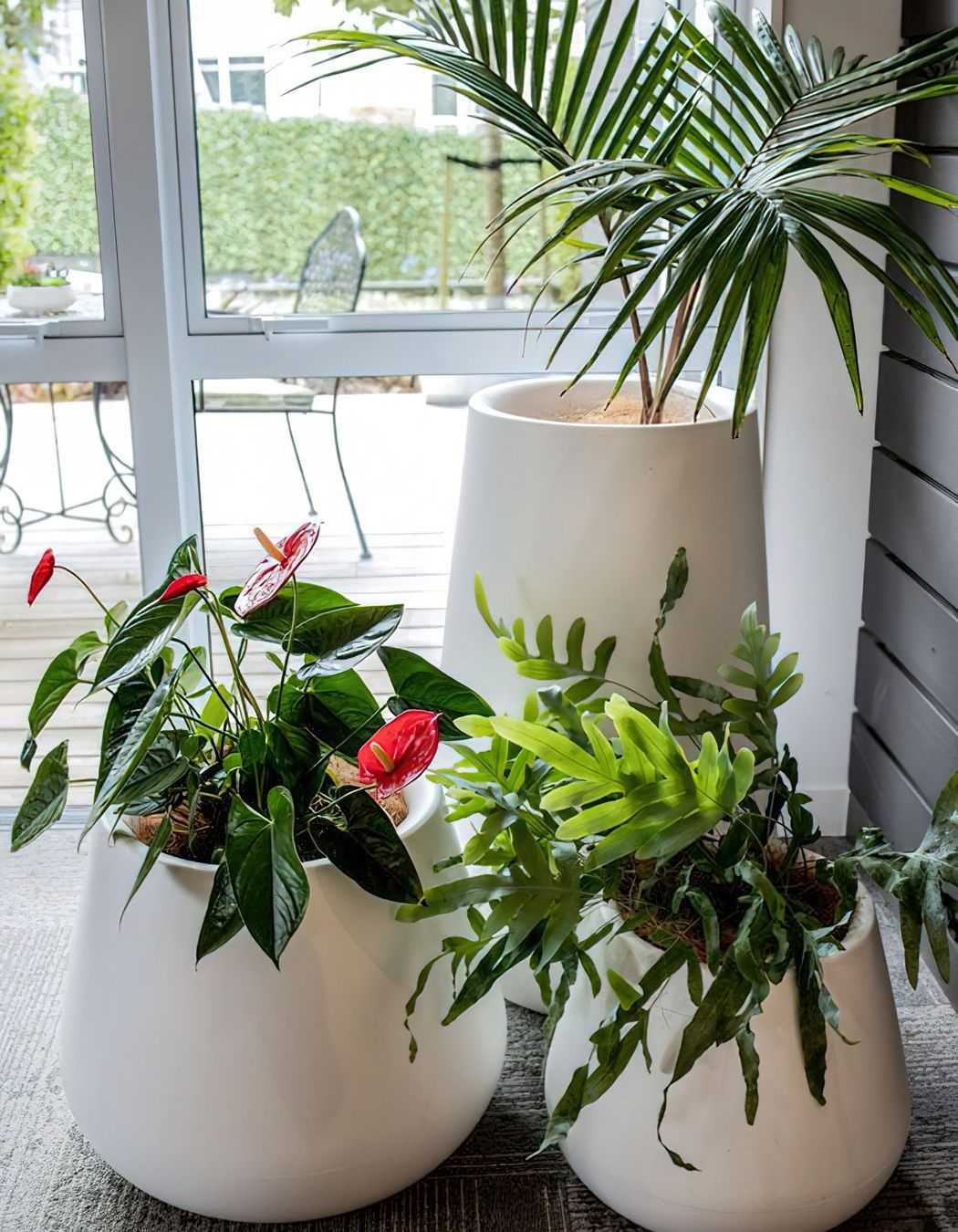Everil Orr Indoor Plants