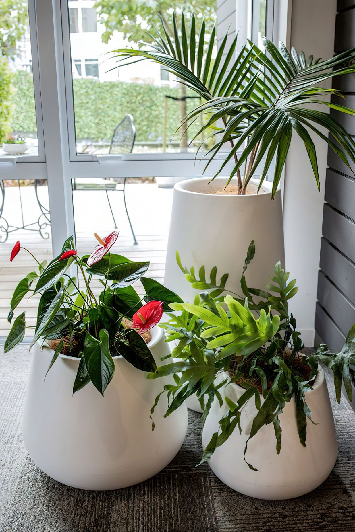 Everil Orr Indoor Plants